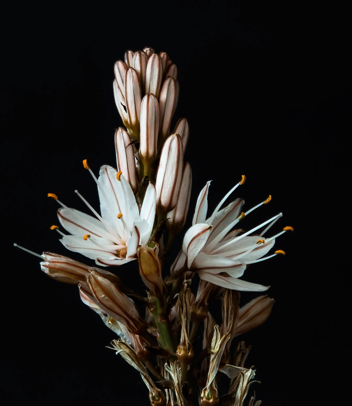 Prima fioritura di asfodelo