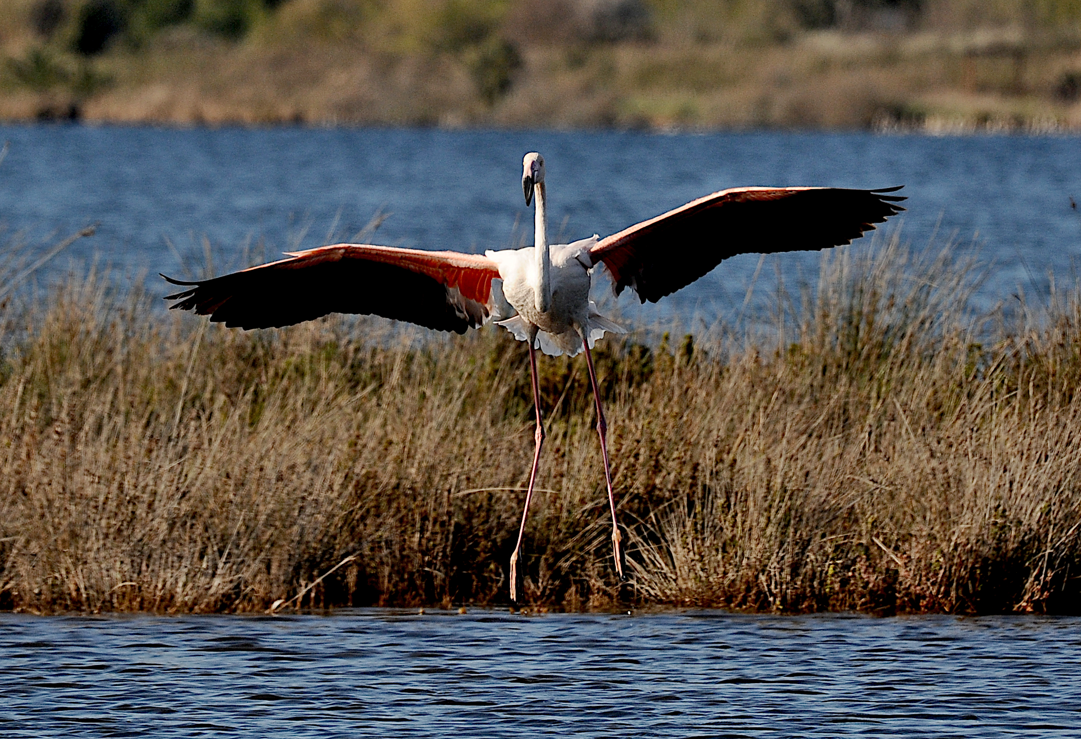 Pink flamingo at the Pantani dell'Inferno