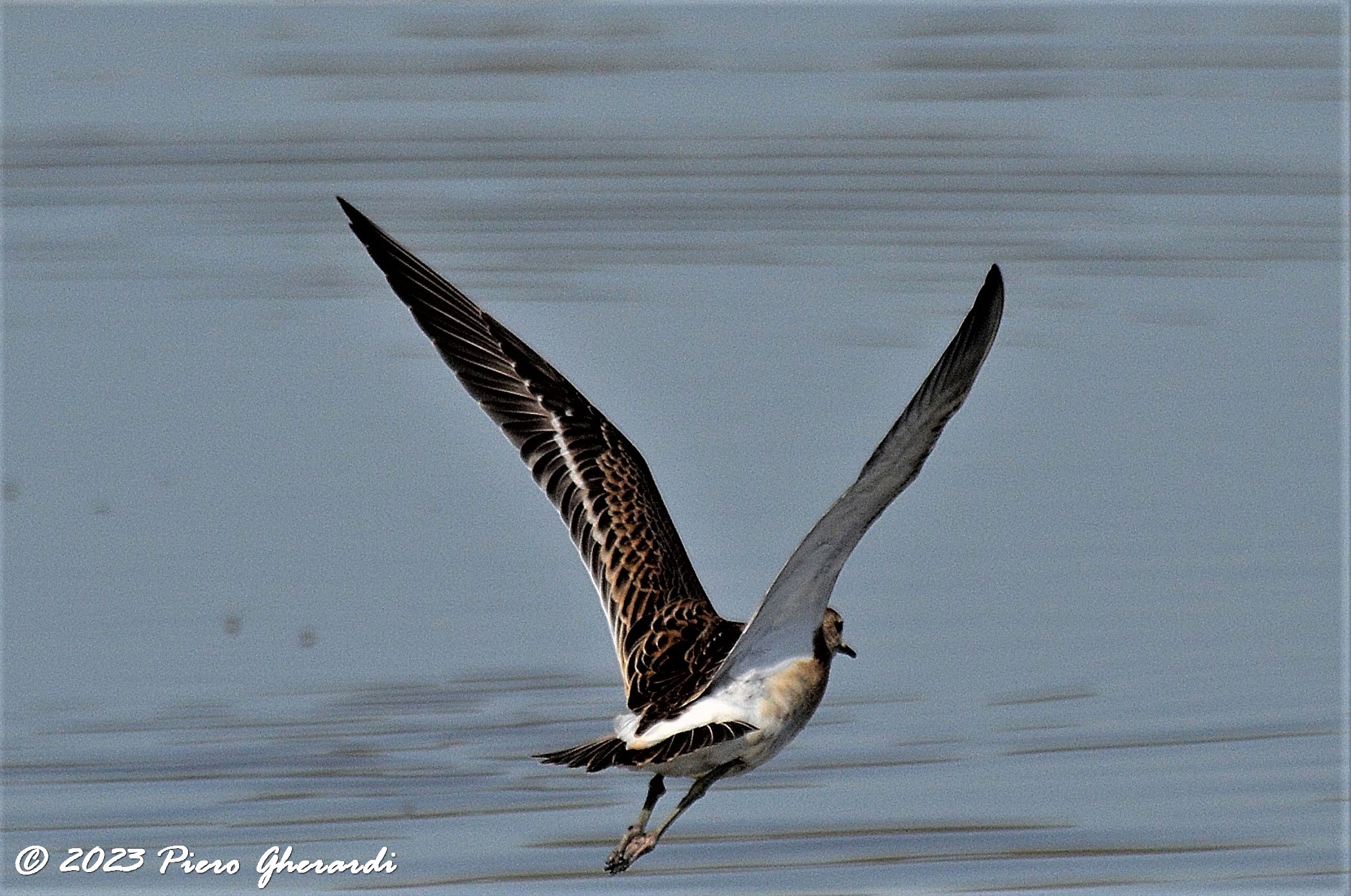 Uccelli