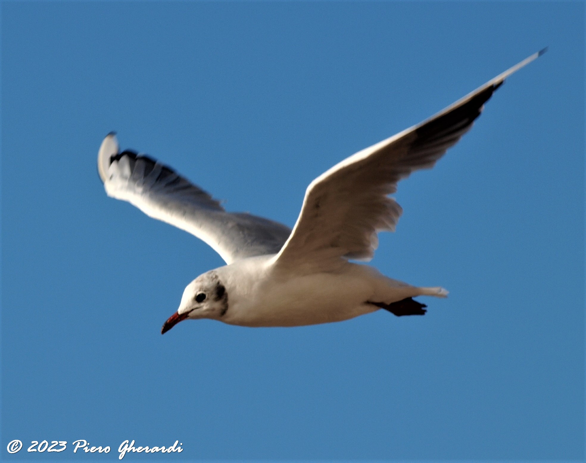 Uccelli