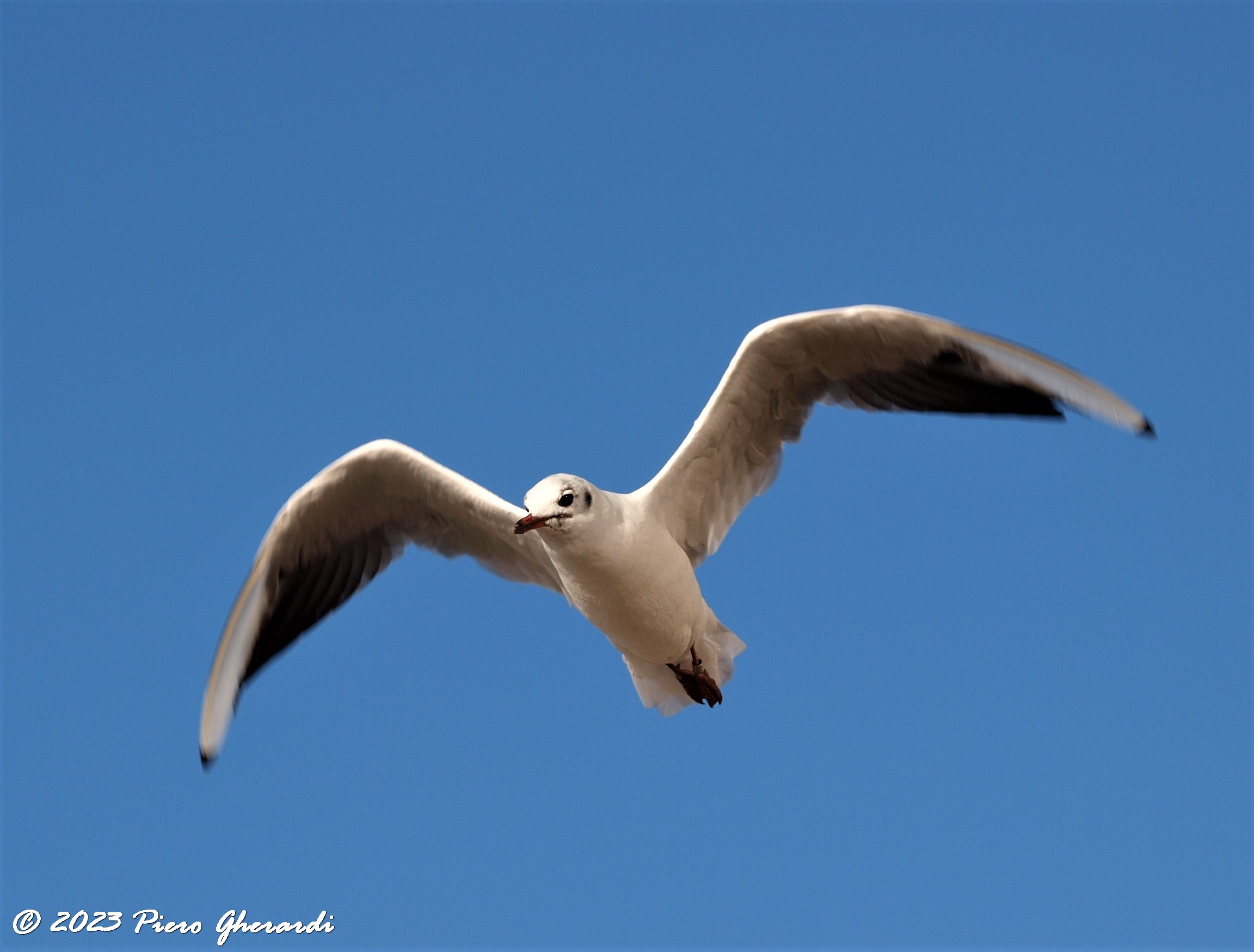 Uccelli