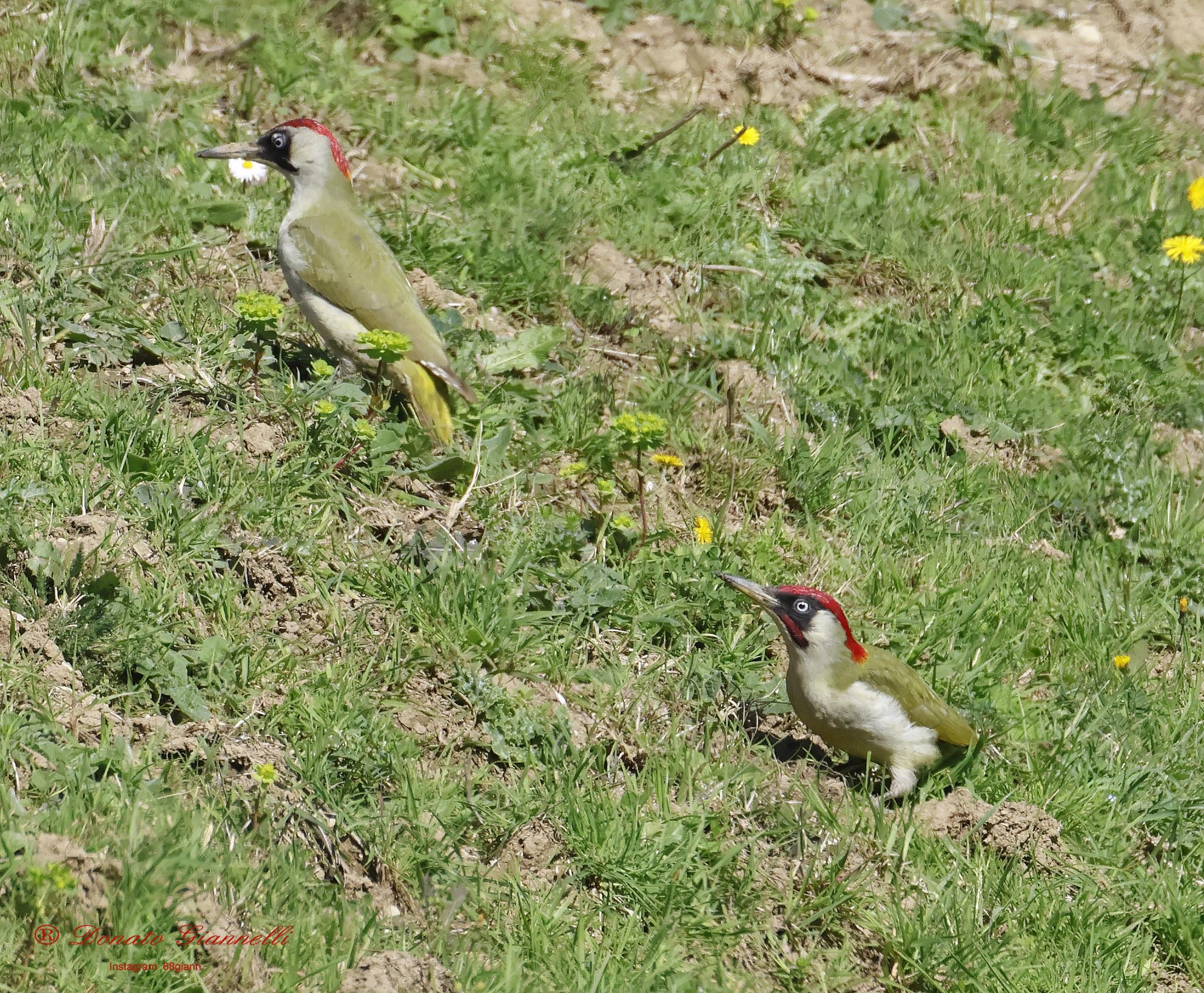 Pair Green? ? Peaks Lake Peretola Airport Sesto F