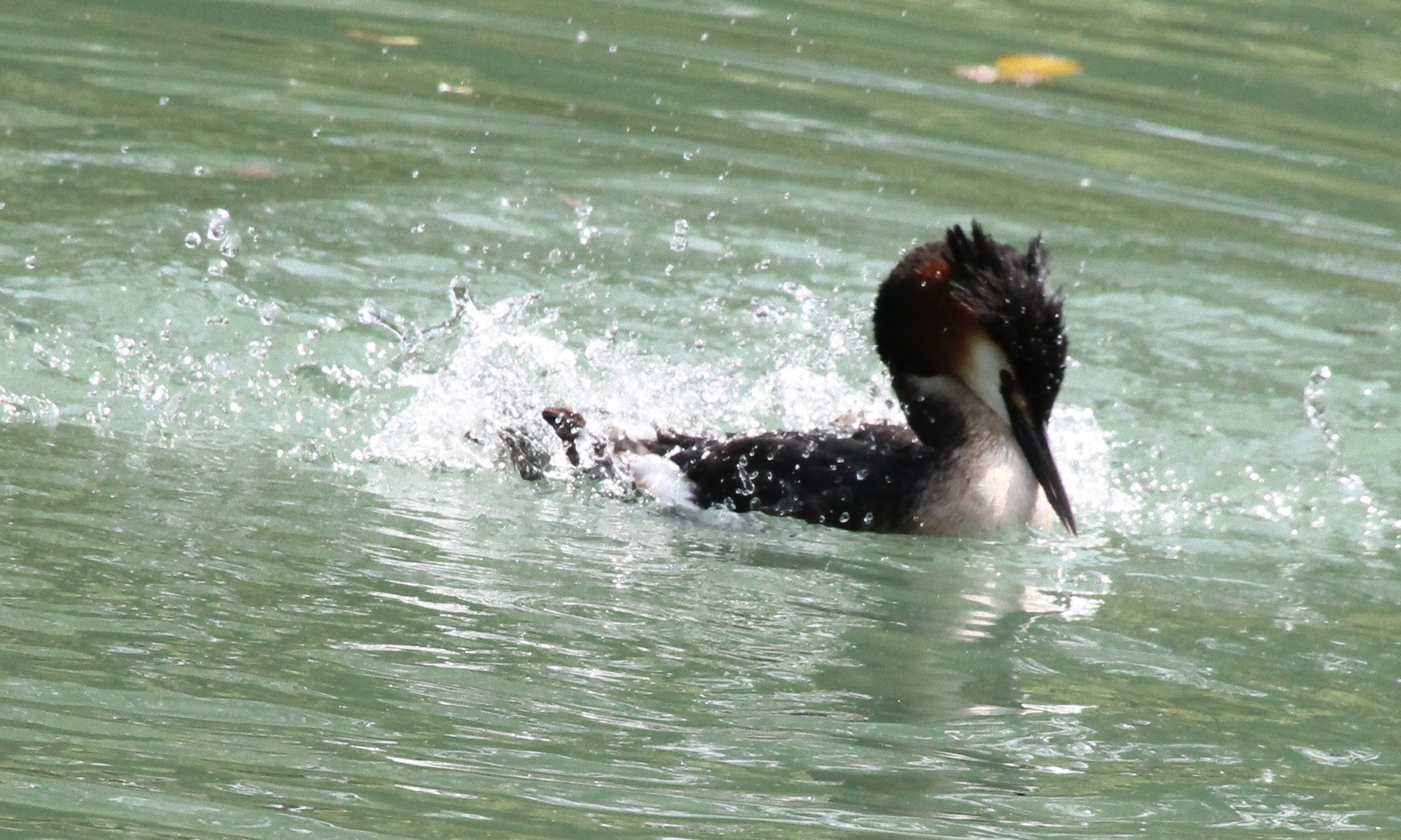 grebe
