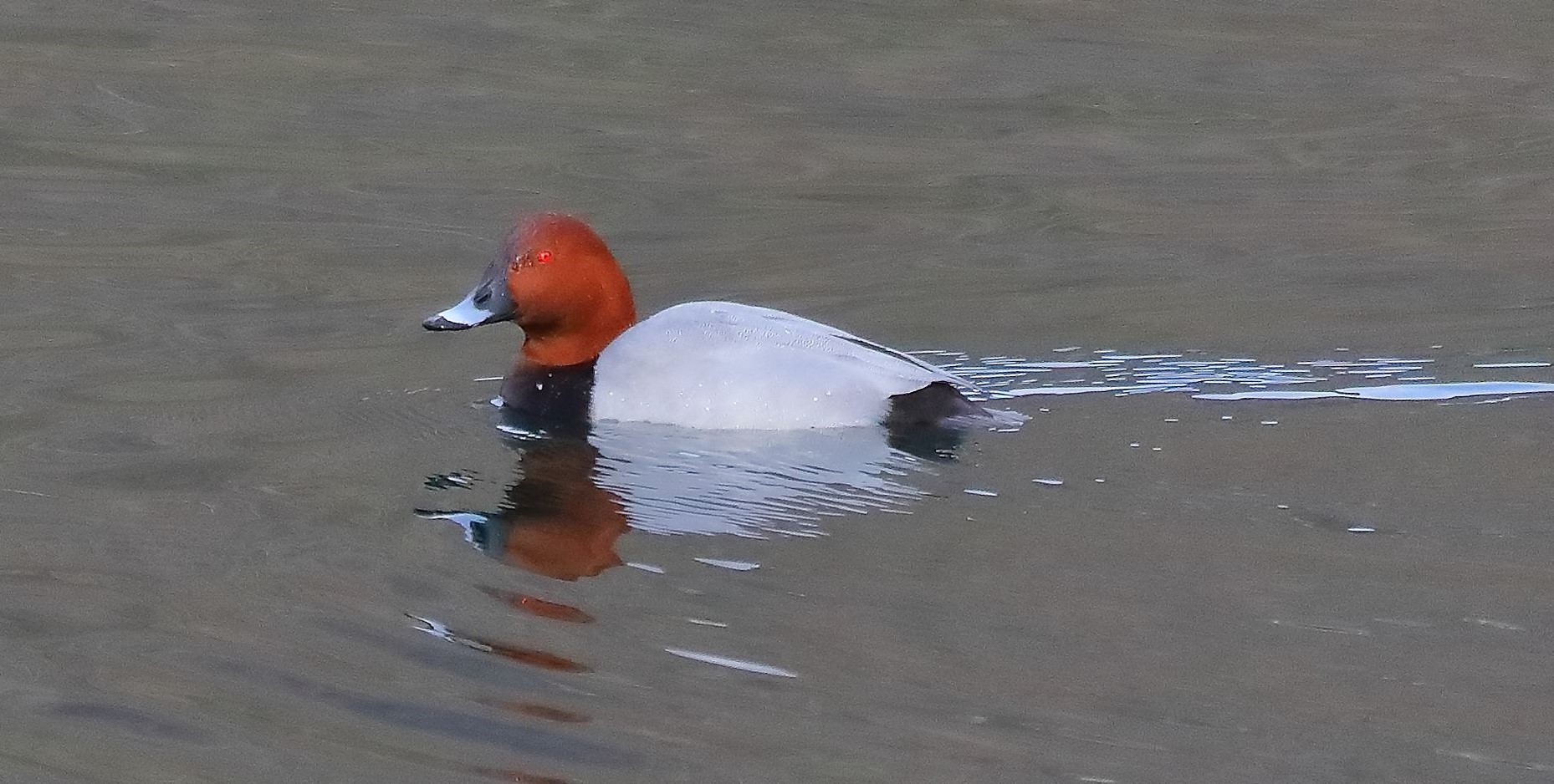 Moriglione 11-01-2023