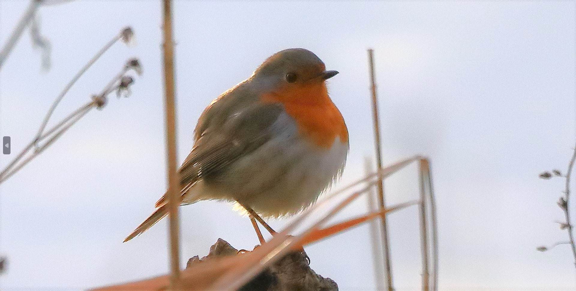 Pettirosso 11-01-2023