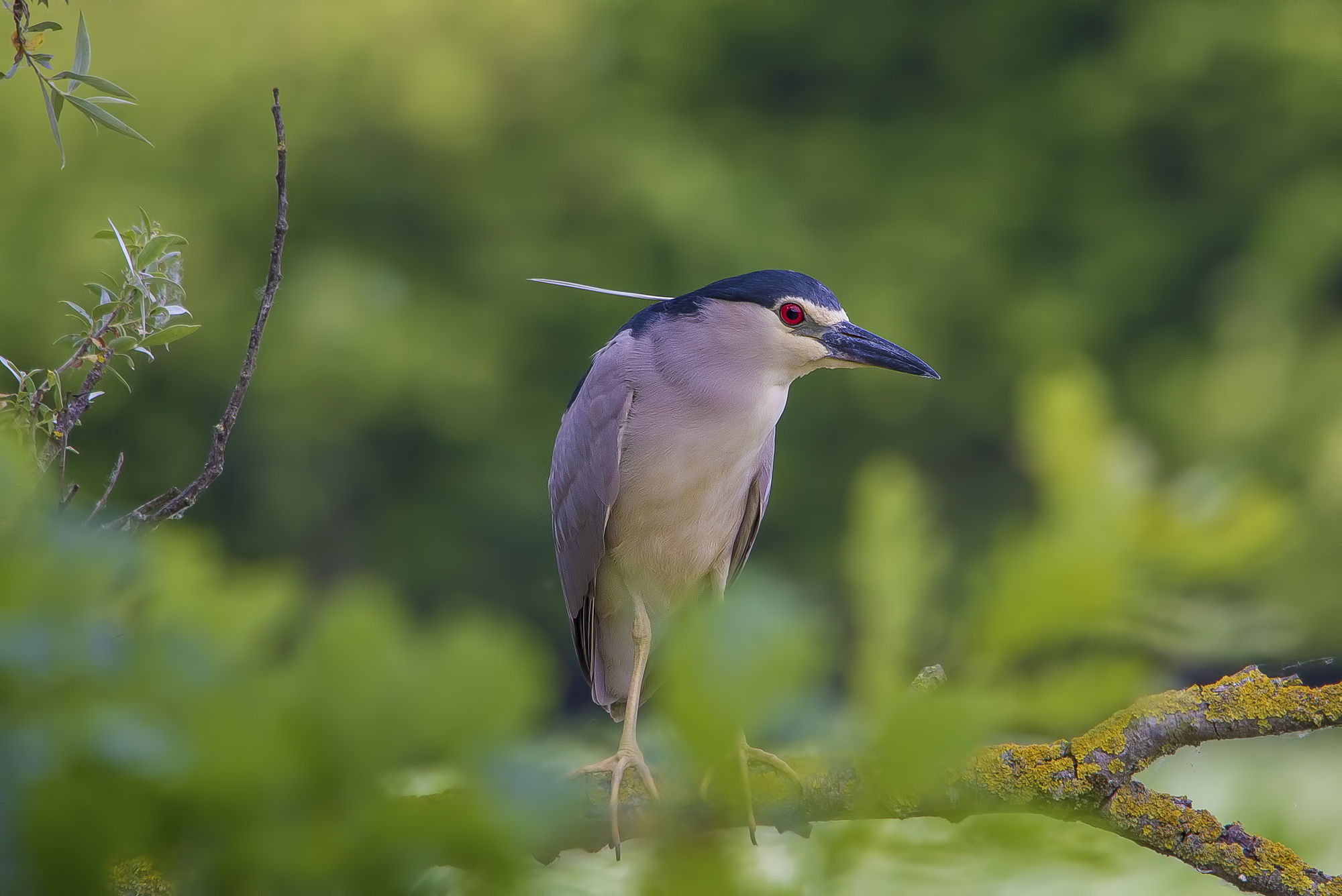 Night Heron.