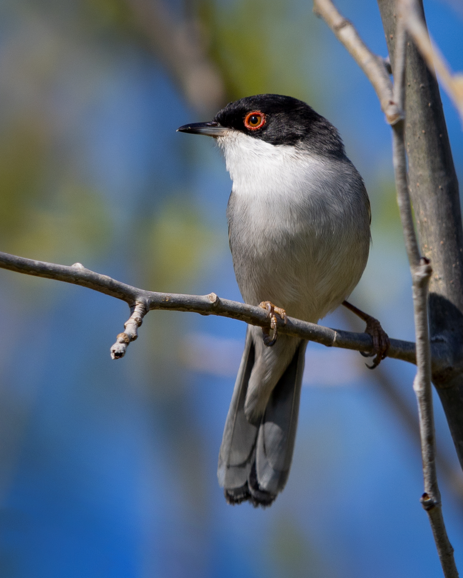 Sylvia melanocephala (Occhiocotto)