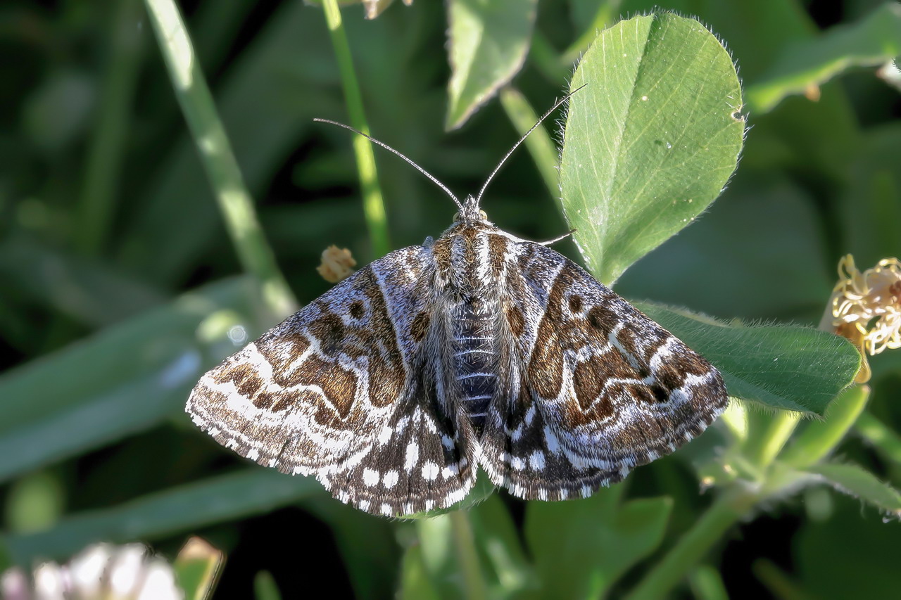 Euclidia (Callistege) mi