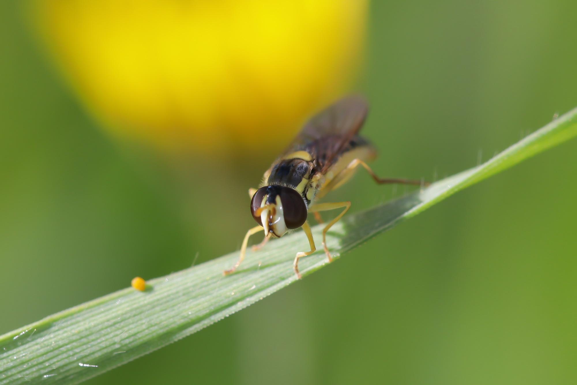 Sphaerophoria scripta