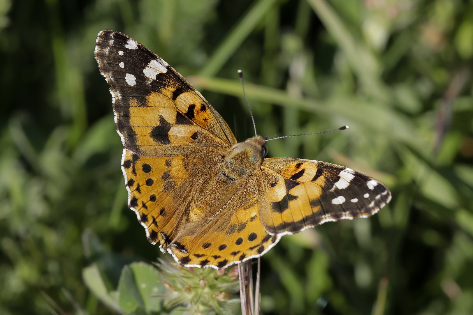 Vanessa Cardui