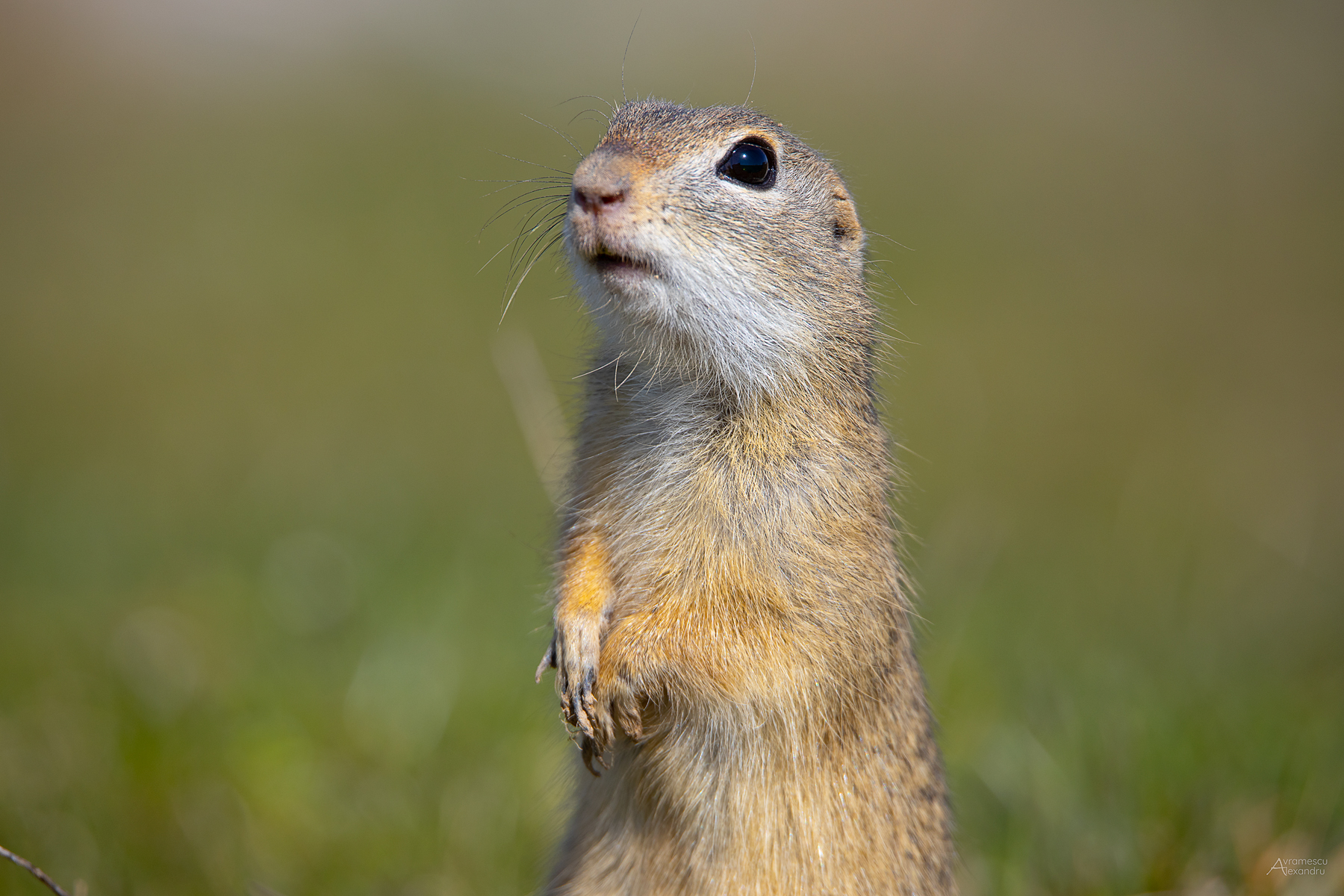 Spermophilus citellus