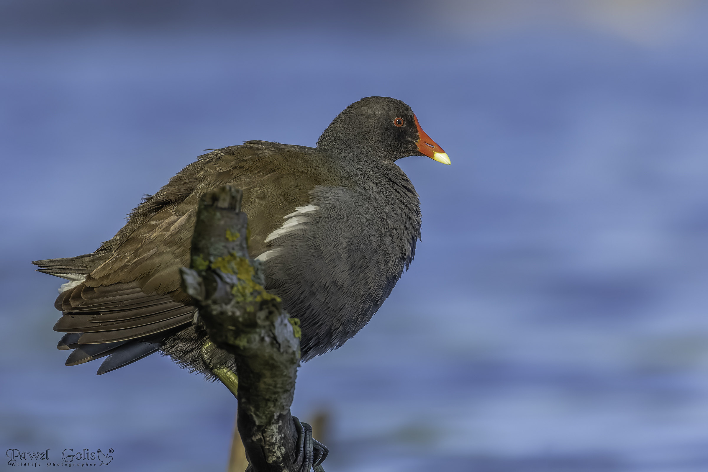 Gallinella d'acqua (Gallinula chloropus)