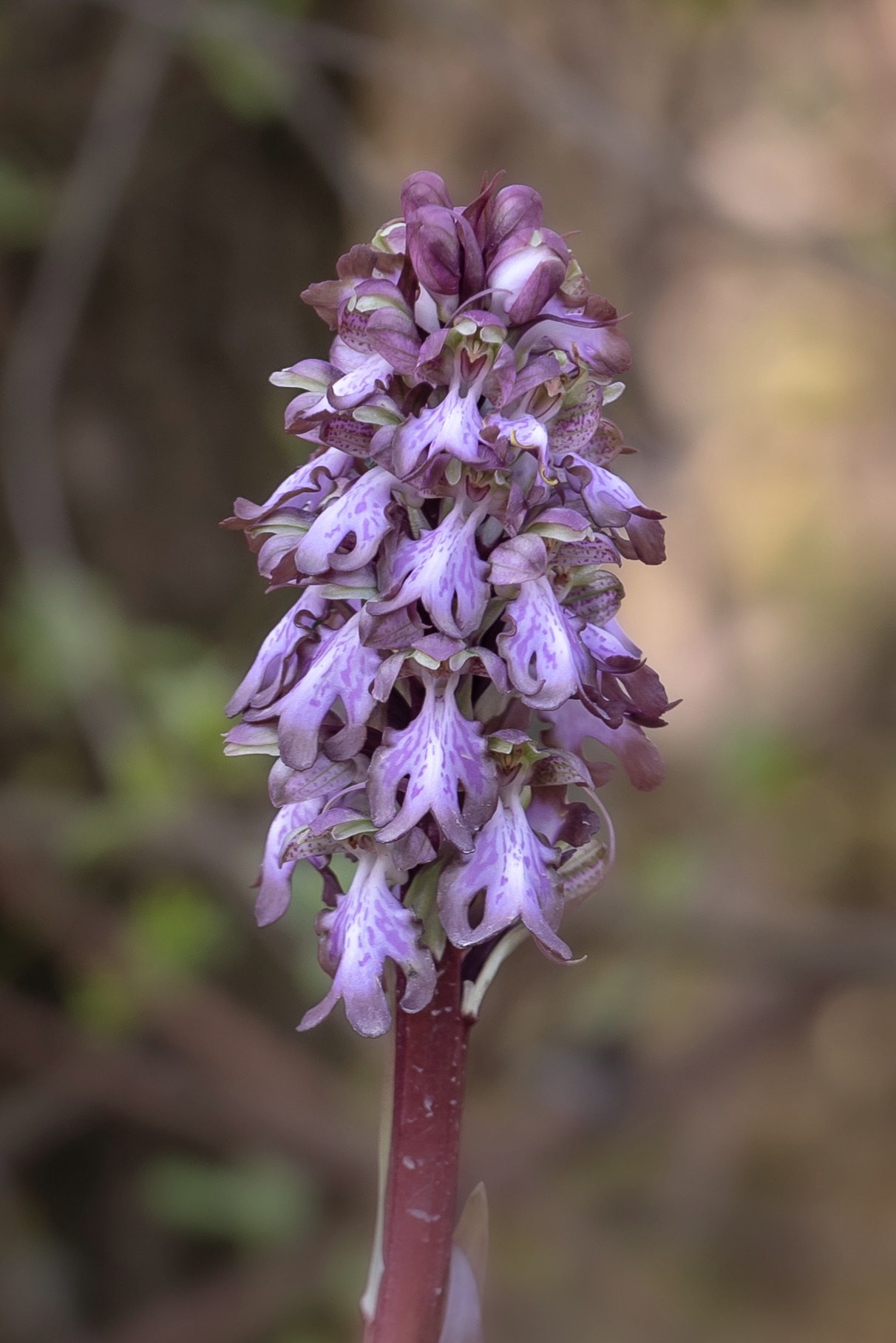 Himantoglossum robertianum