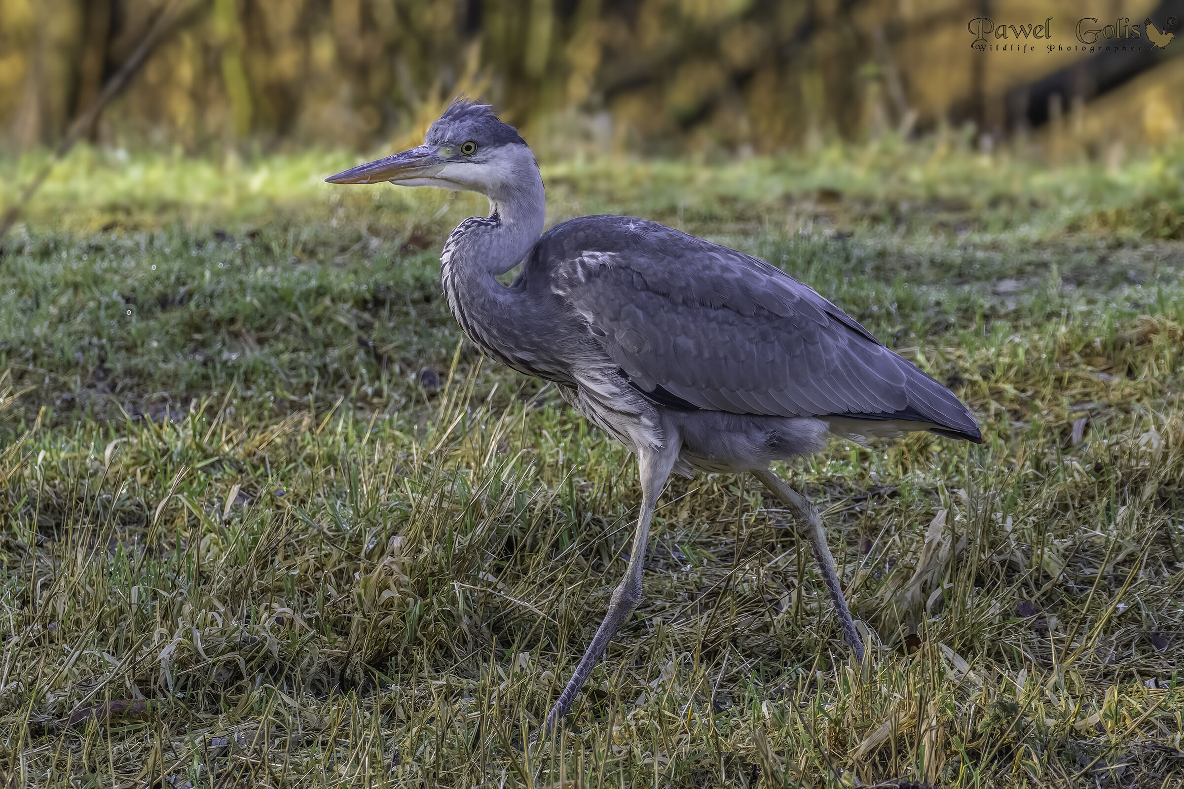 Airone cenerino (Ardea cinerea)