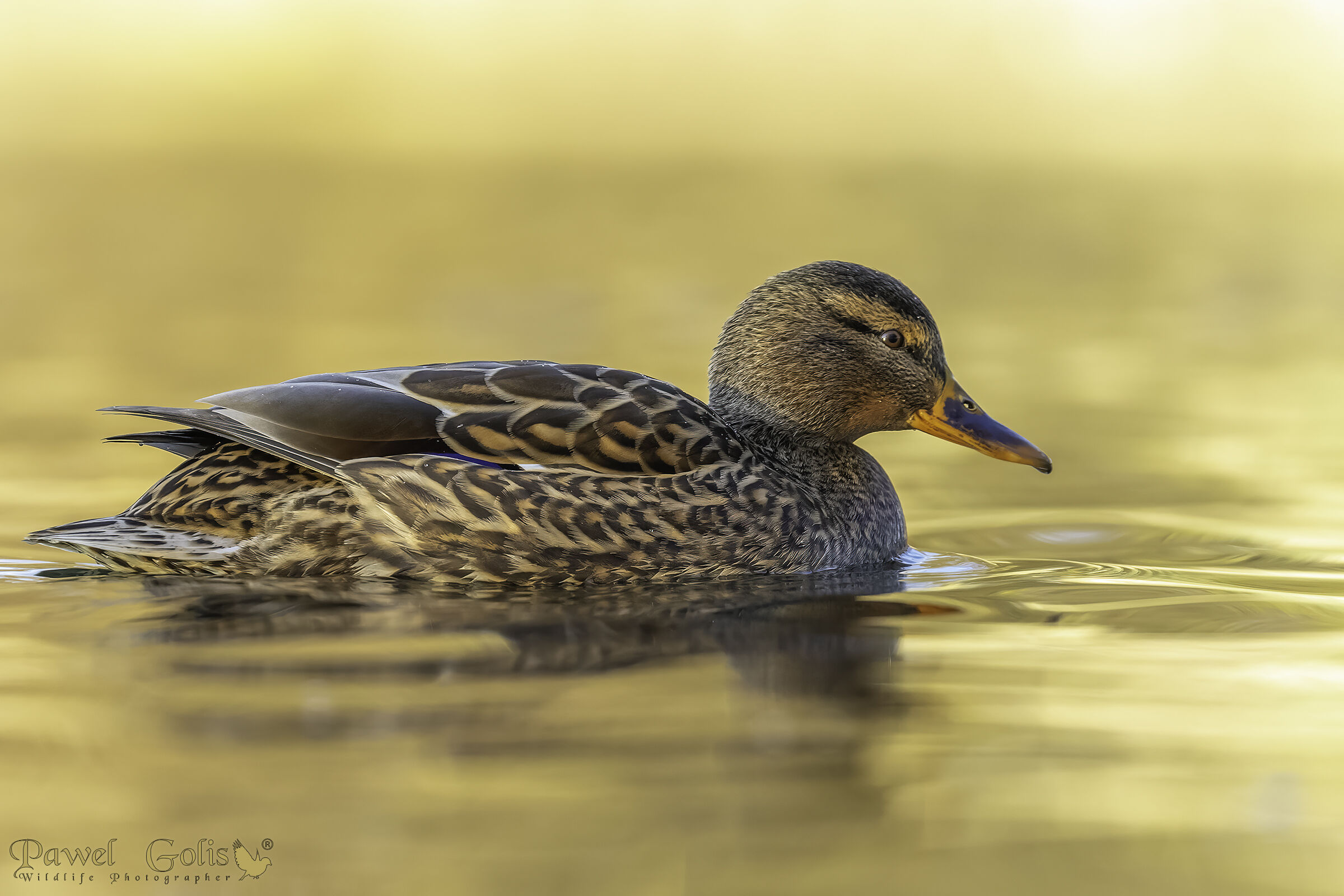 Germano reale (Anas platyrhynchos)