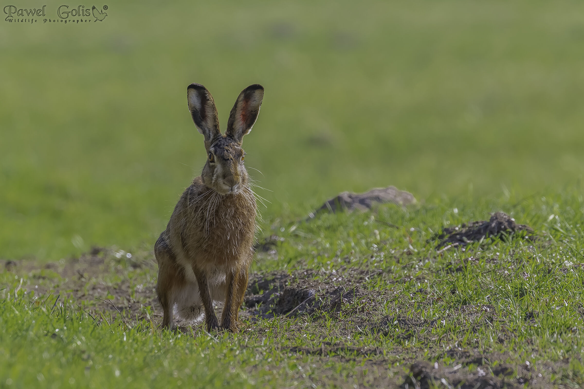 Lepre europea (Lepus europaeus)