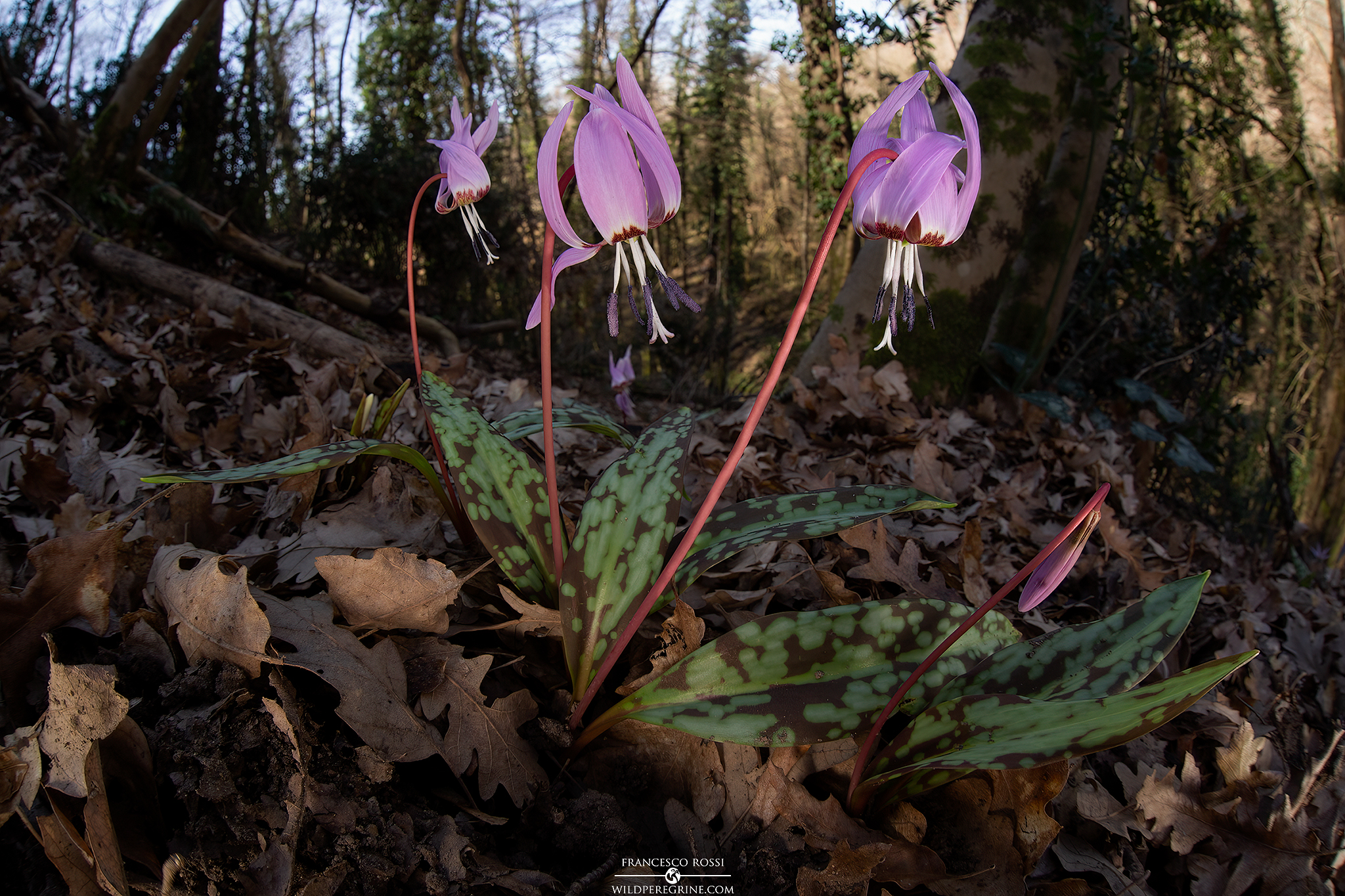 Erythronium dens-canis