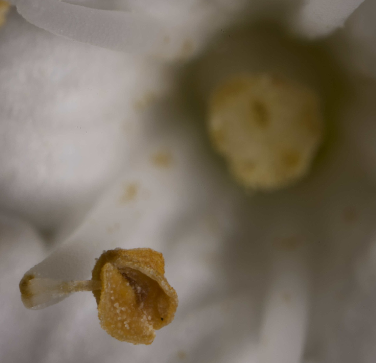 An anther of Viburnum tinus