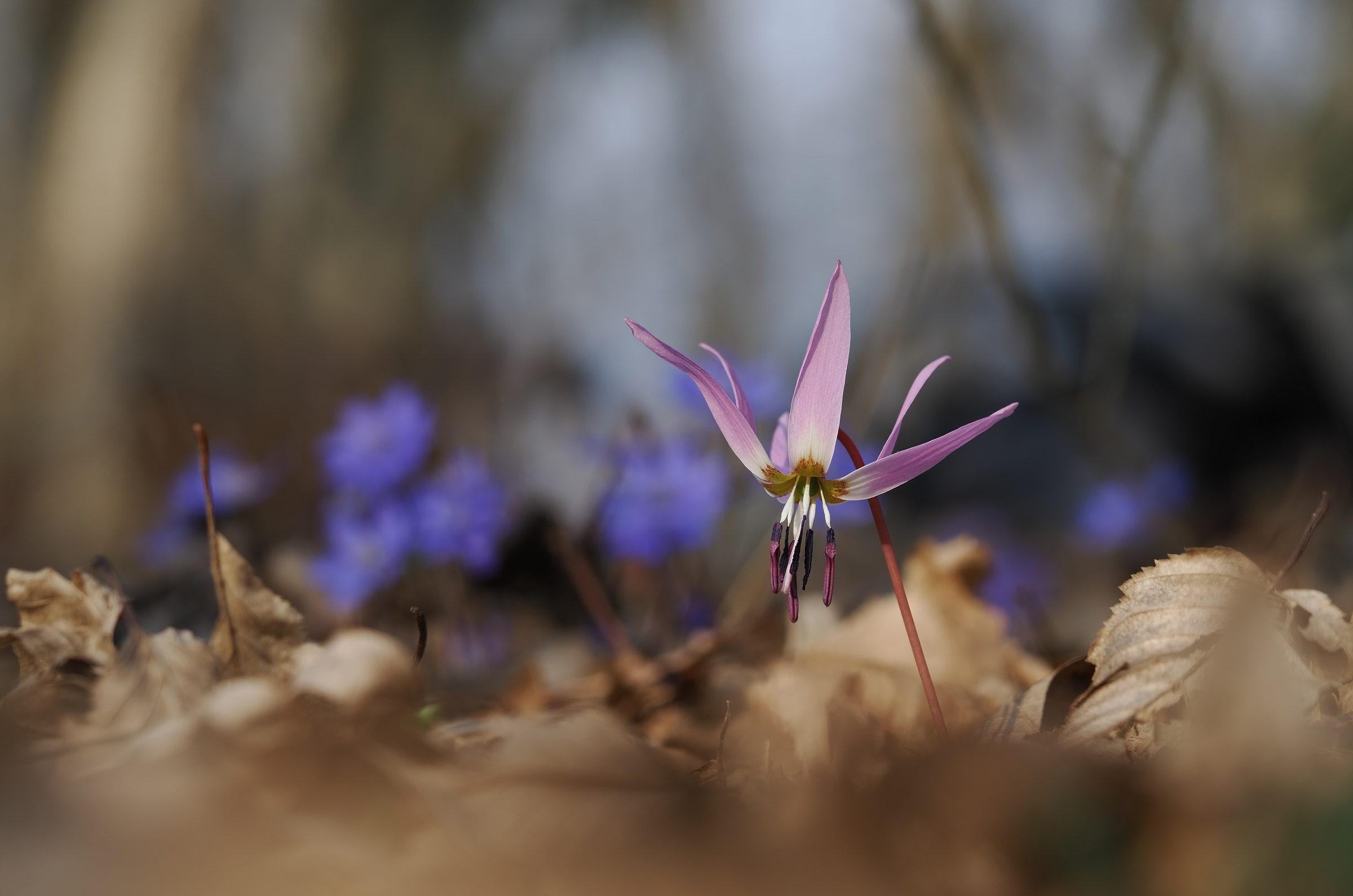 The delicacy of spring