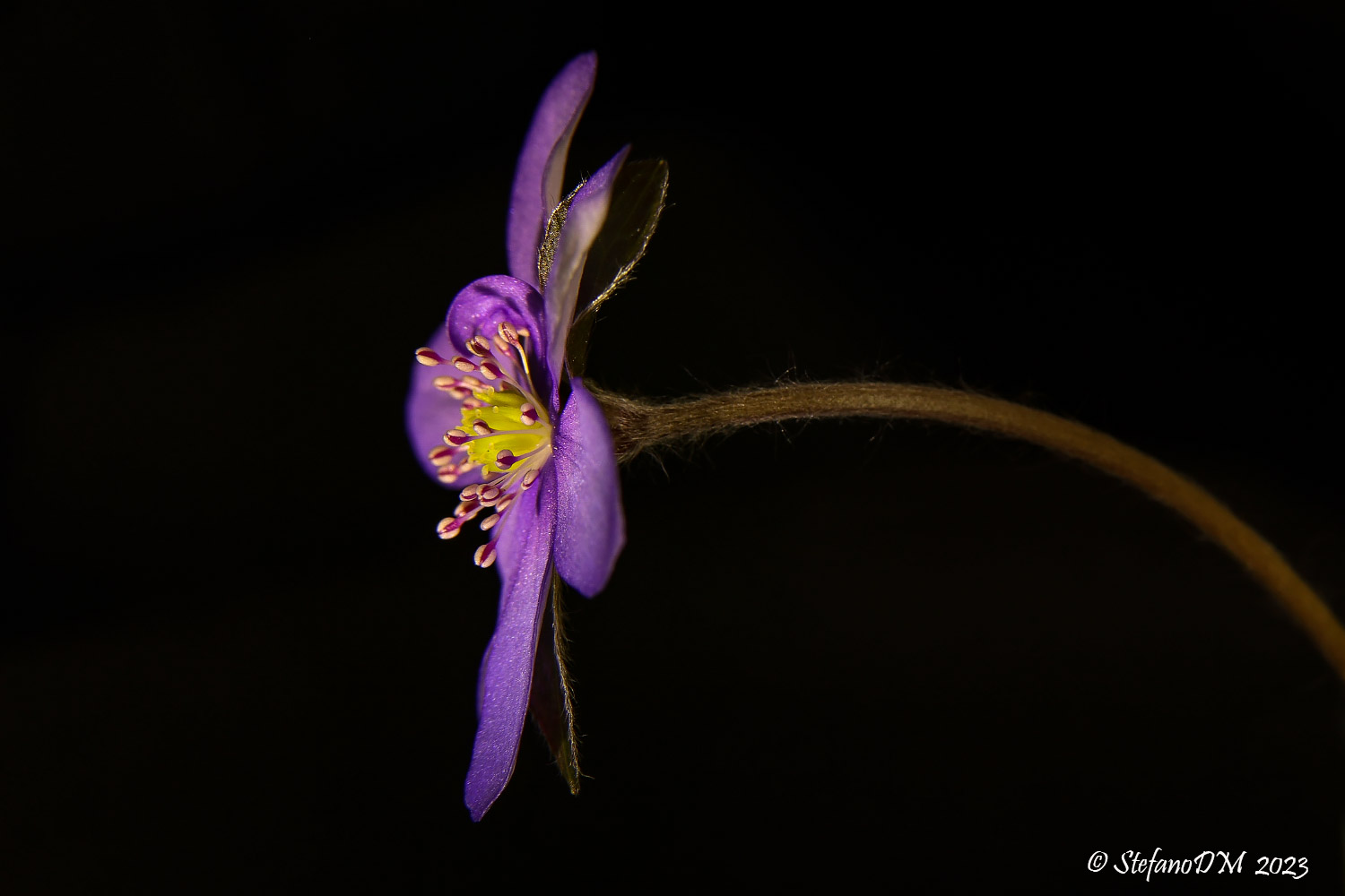 Hepatica nobilis or anemone hepatica