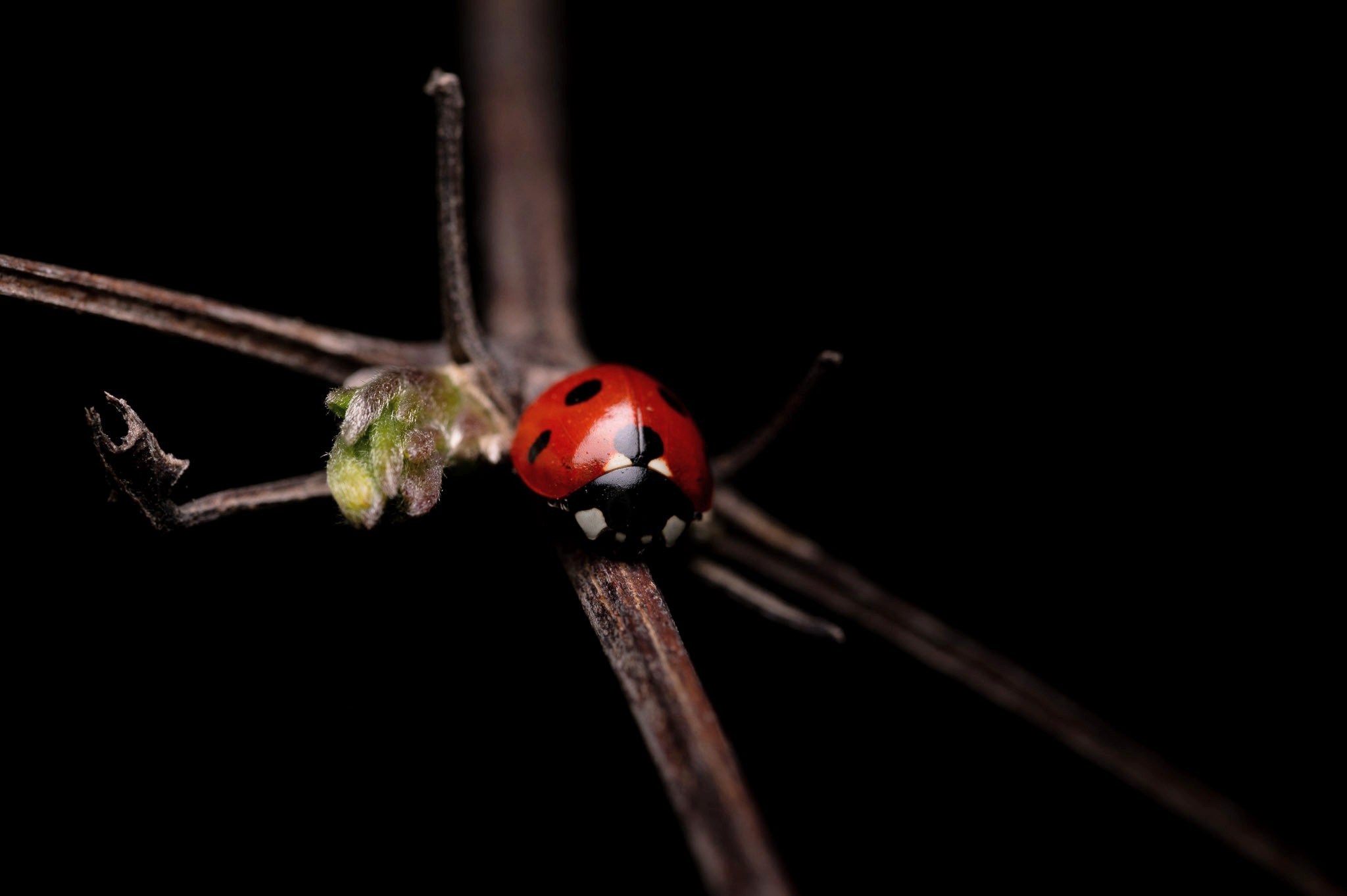 Ladybird