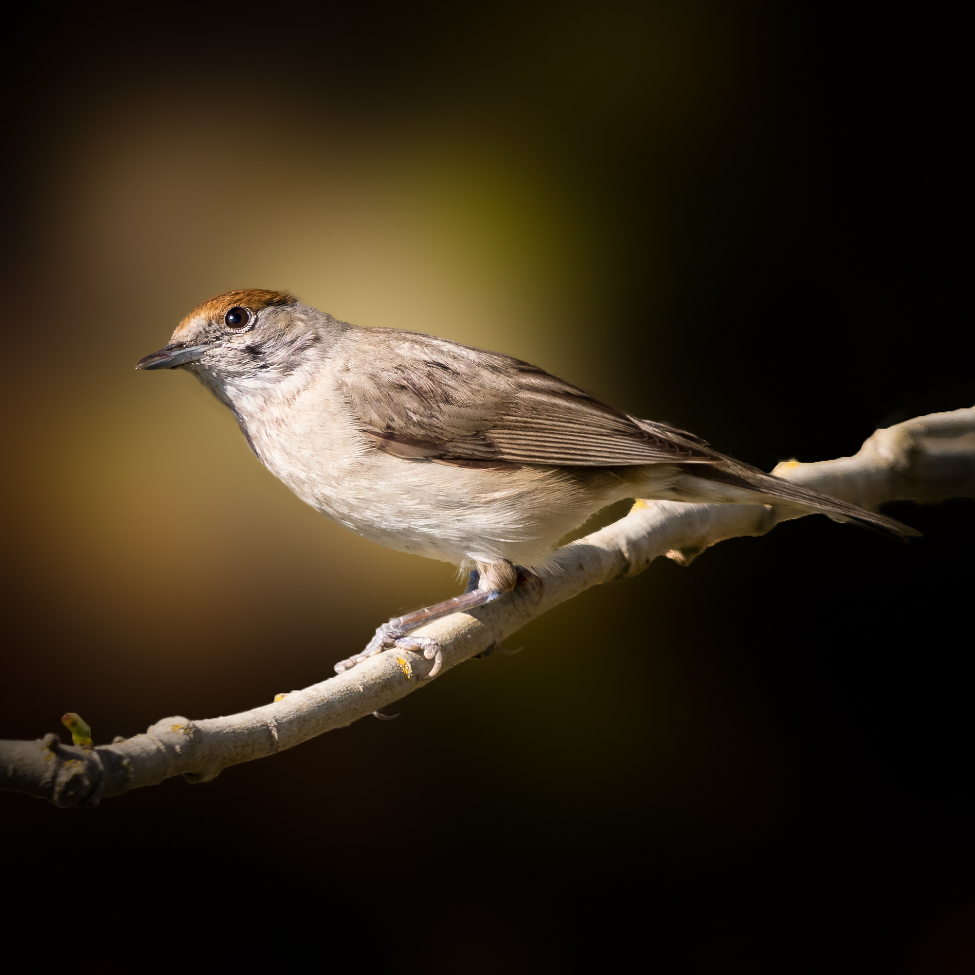 Capinera femmina (Sylvia atricapilla)