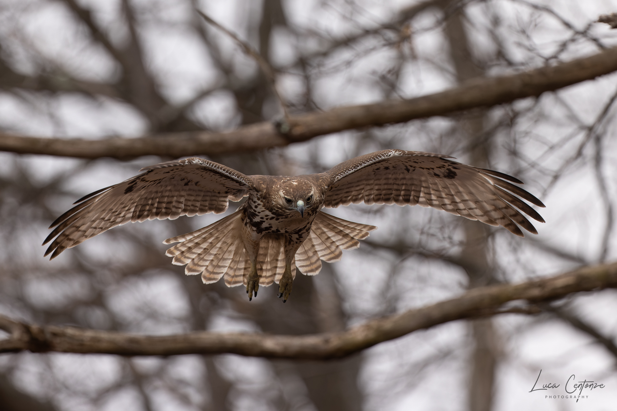 Young Red-tailed Hawk