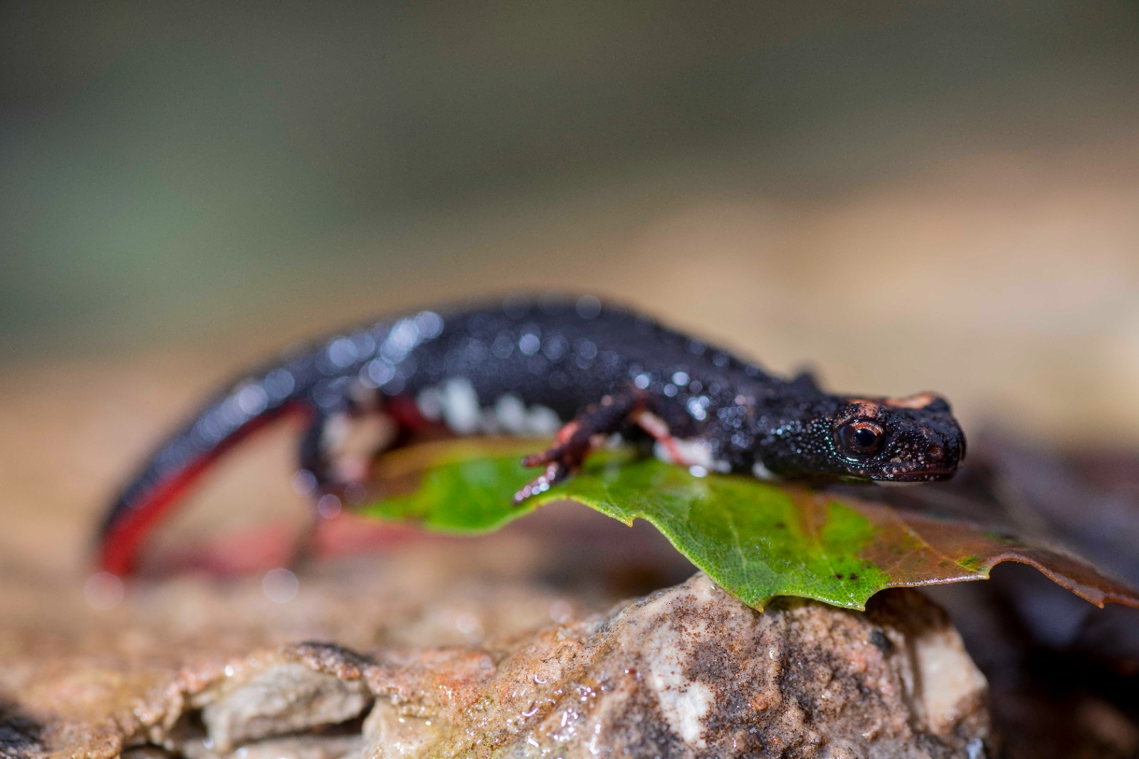 Salamandrina dagli occhiali