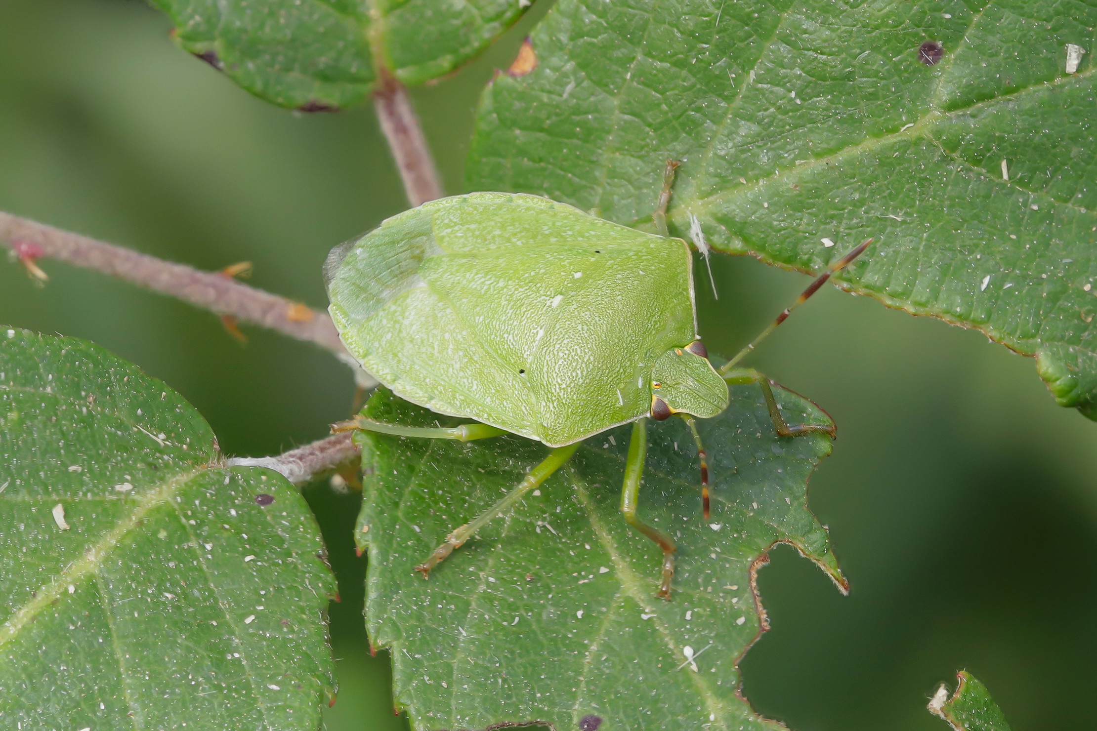 Nezara viridula
