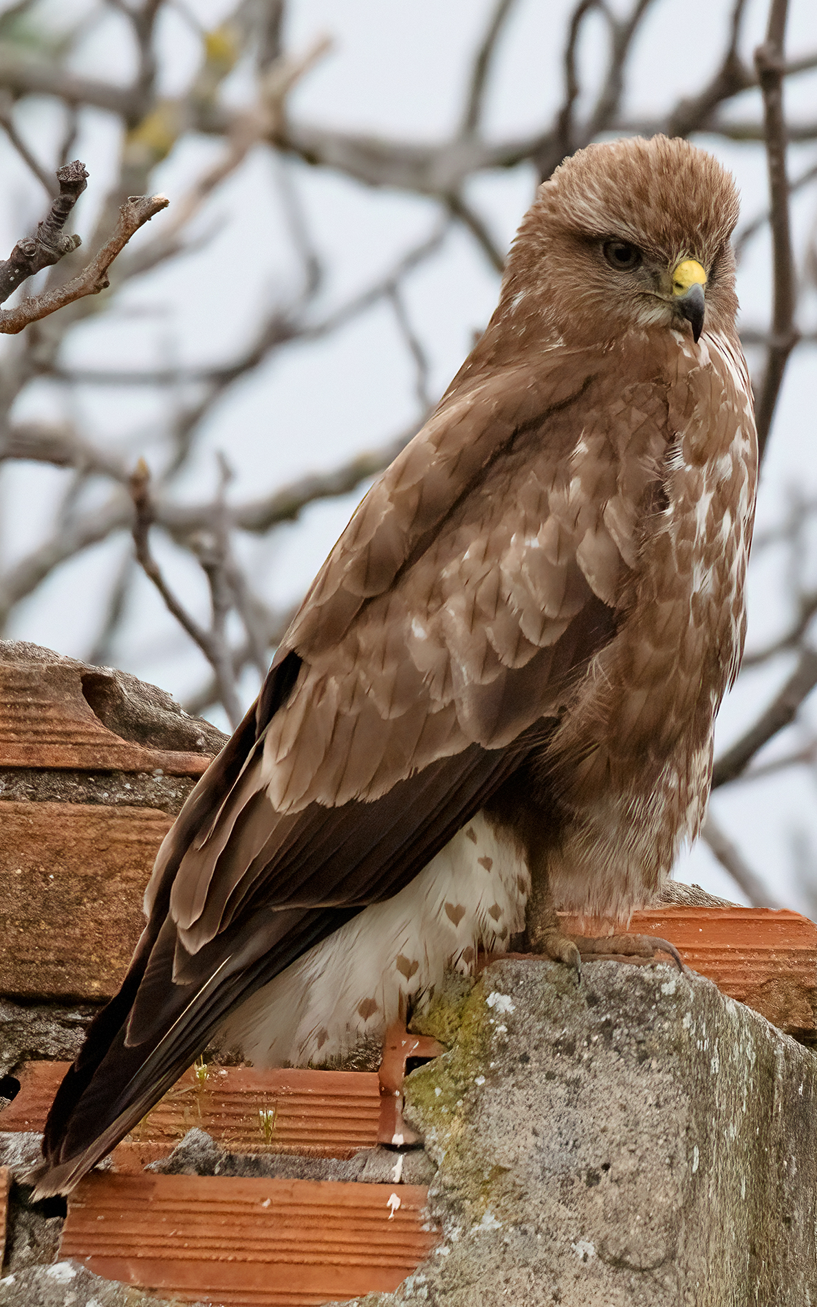 buzzard