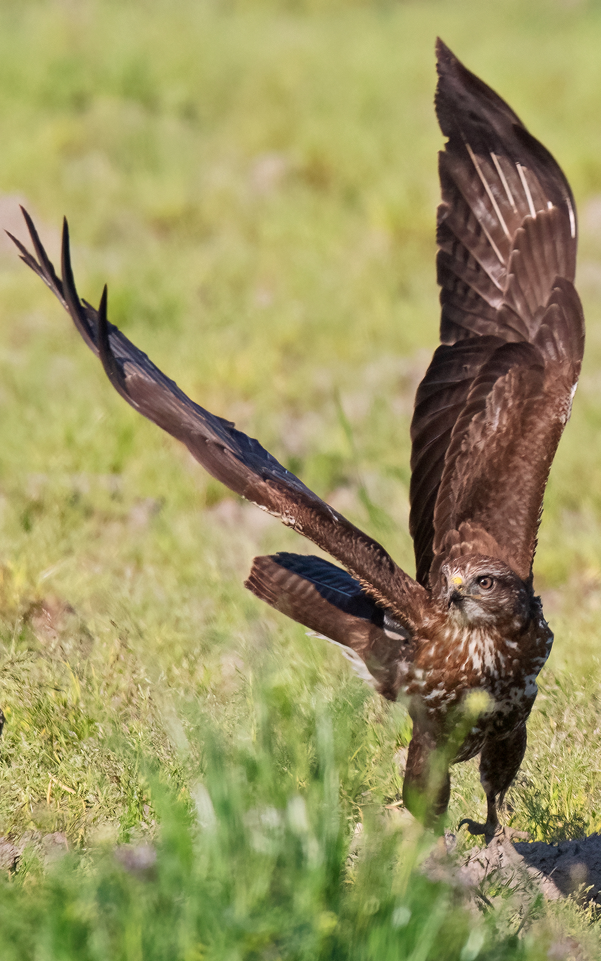 buzzard