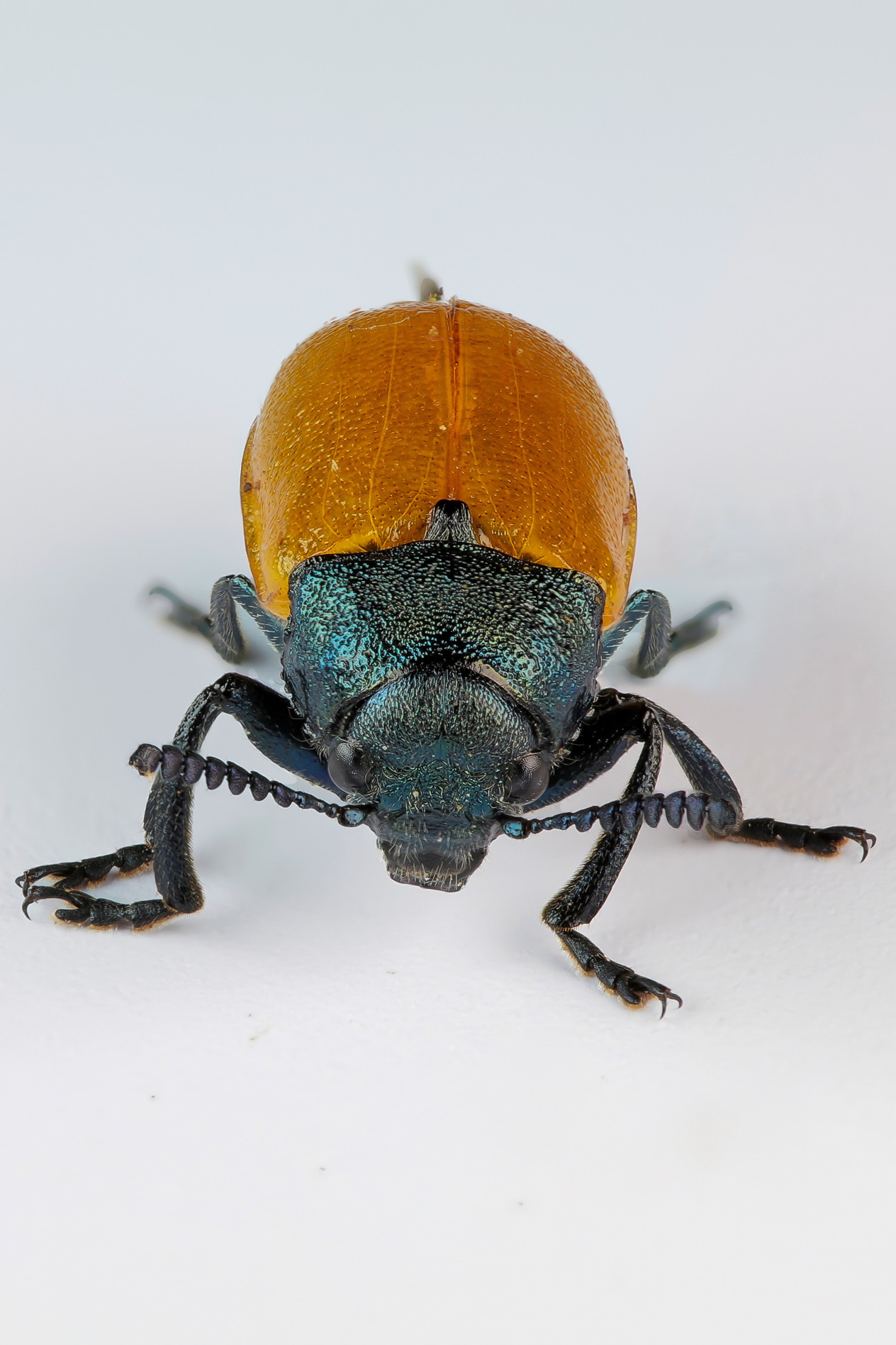 Labidostomis taxicornis