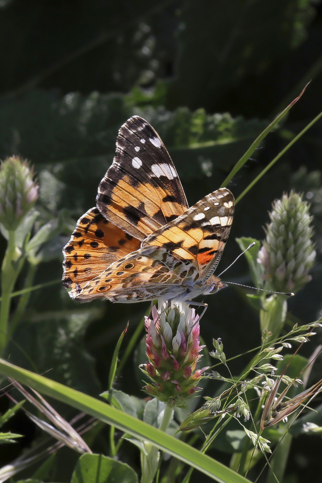 Vanessa Cardui