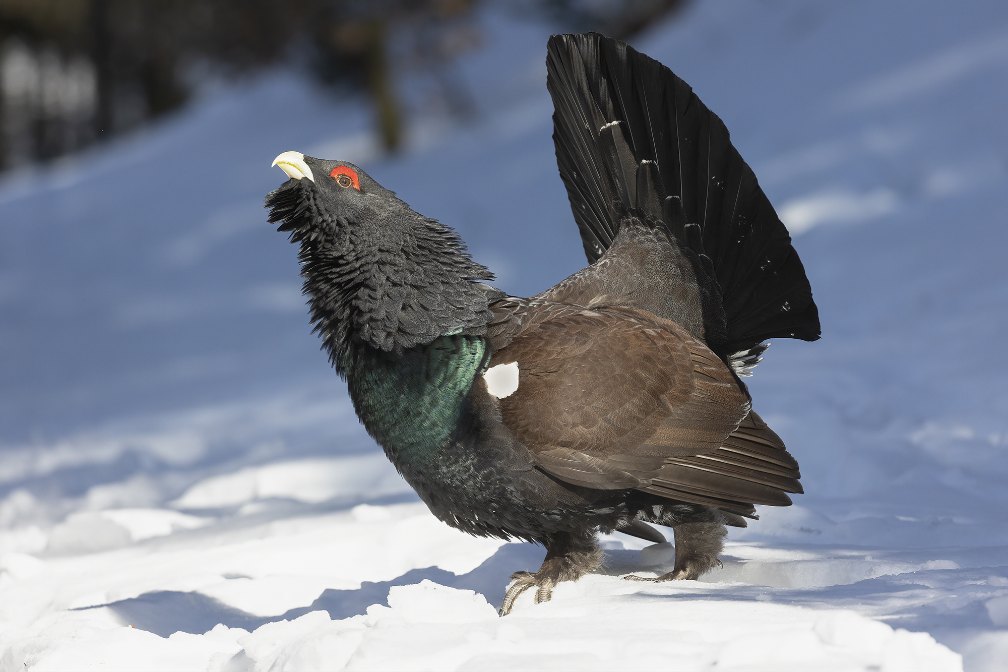 il gallo cedrone d'inverno