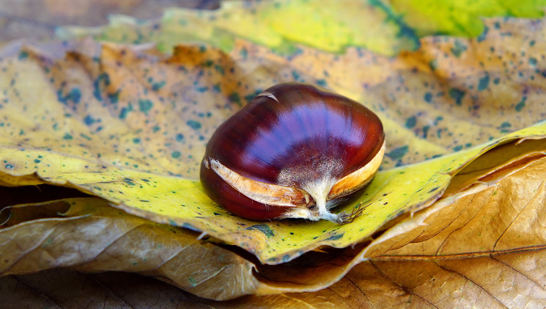 La castagna che ride!