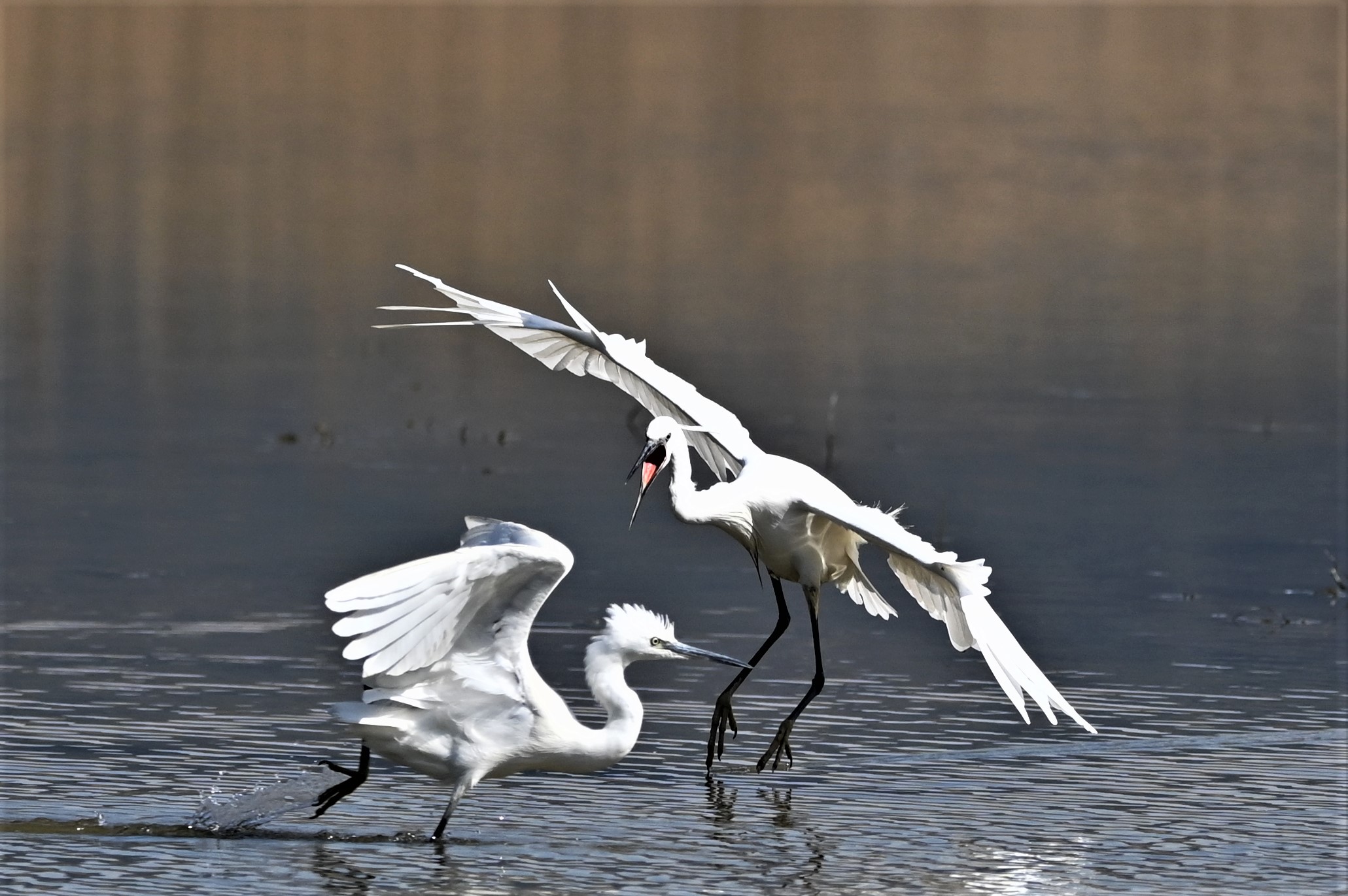 Prevaricator egret ..