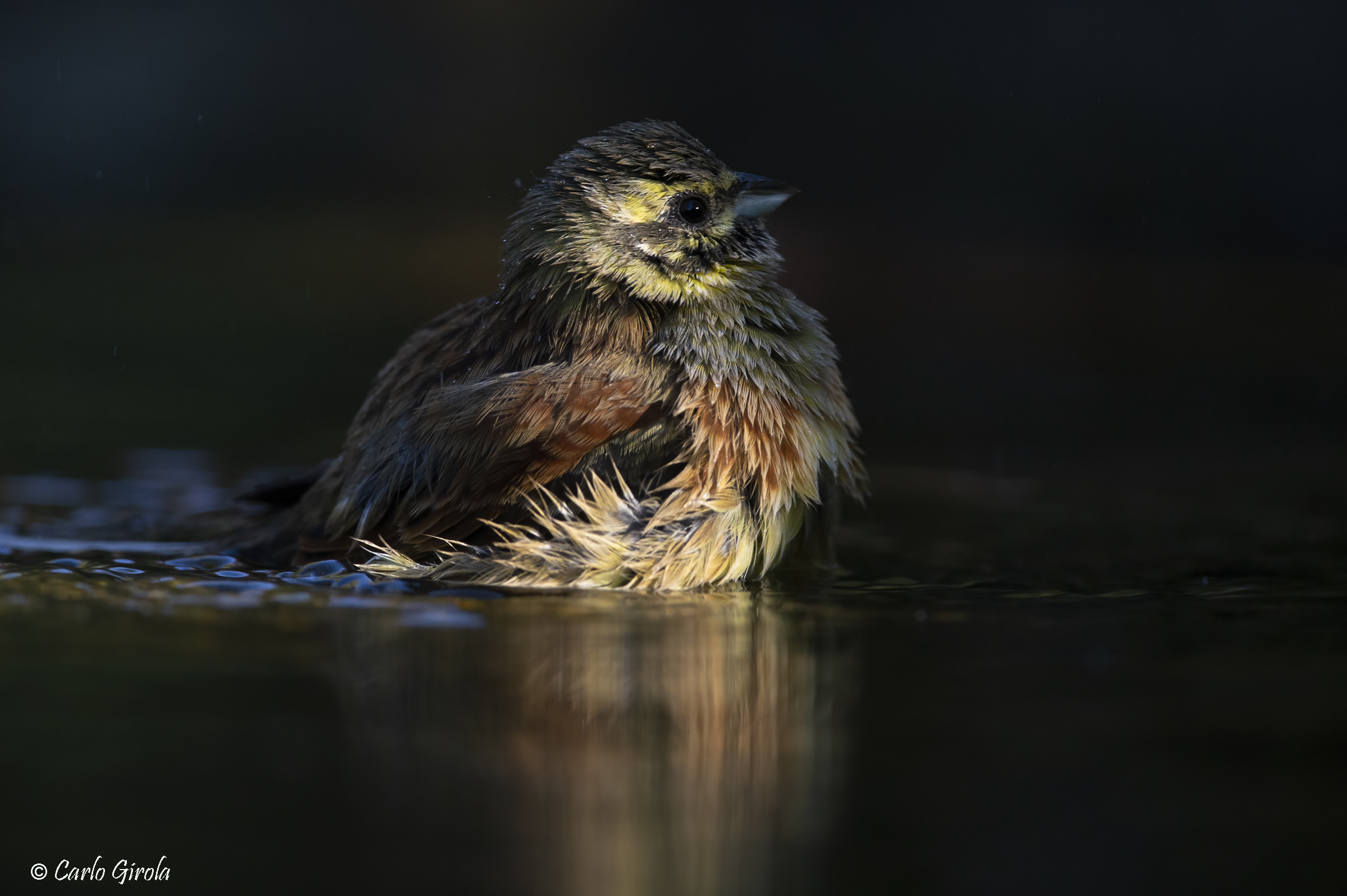 Black bunting (Emberiza cirlus)