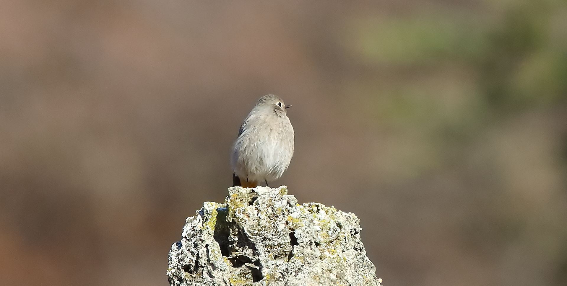 Codirosso 20-01-2023