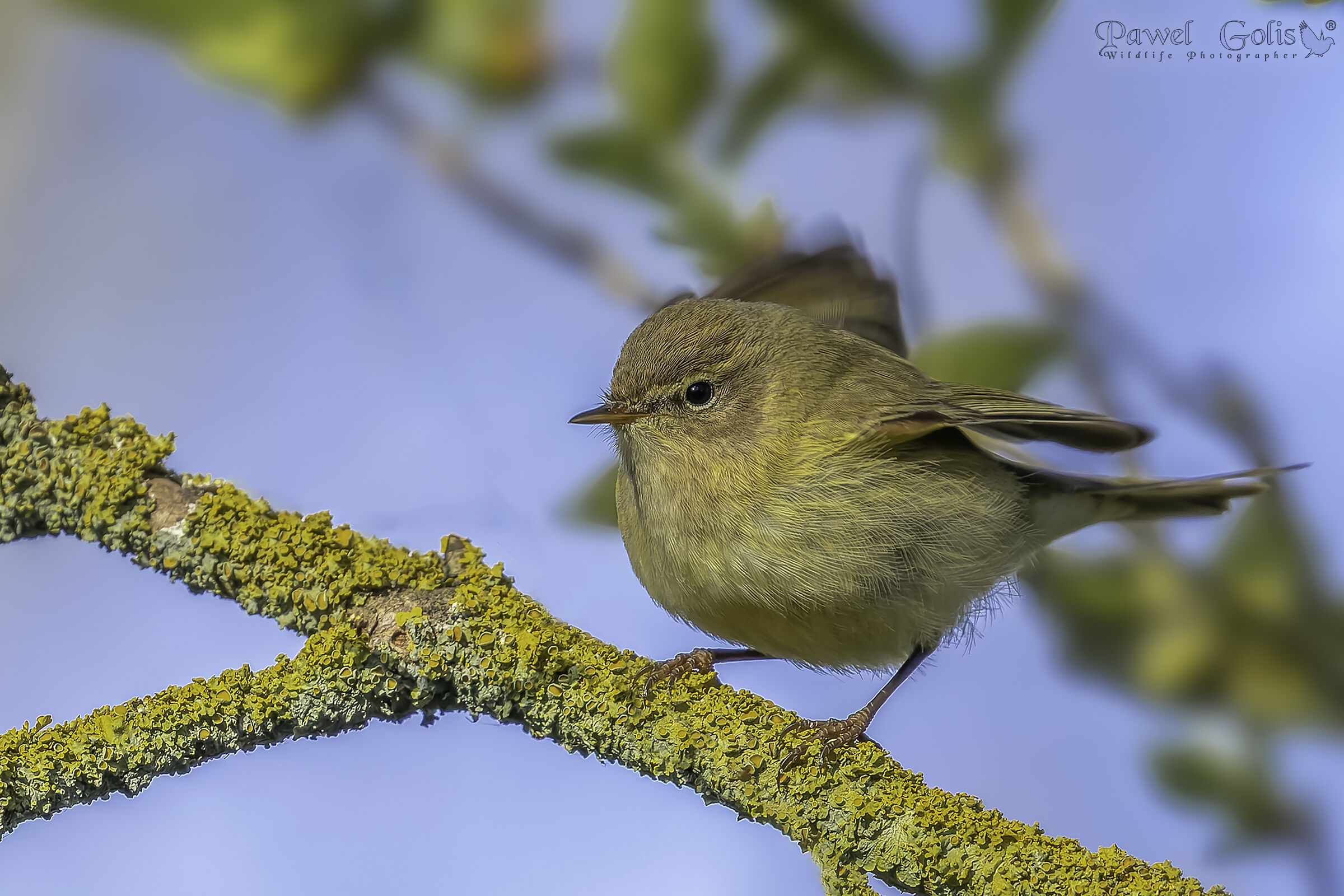 Pula comune (Phylloscopus collybita)