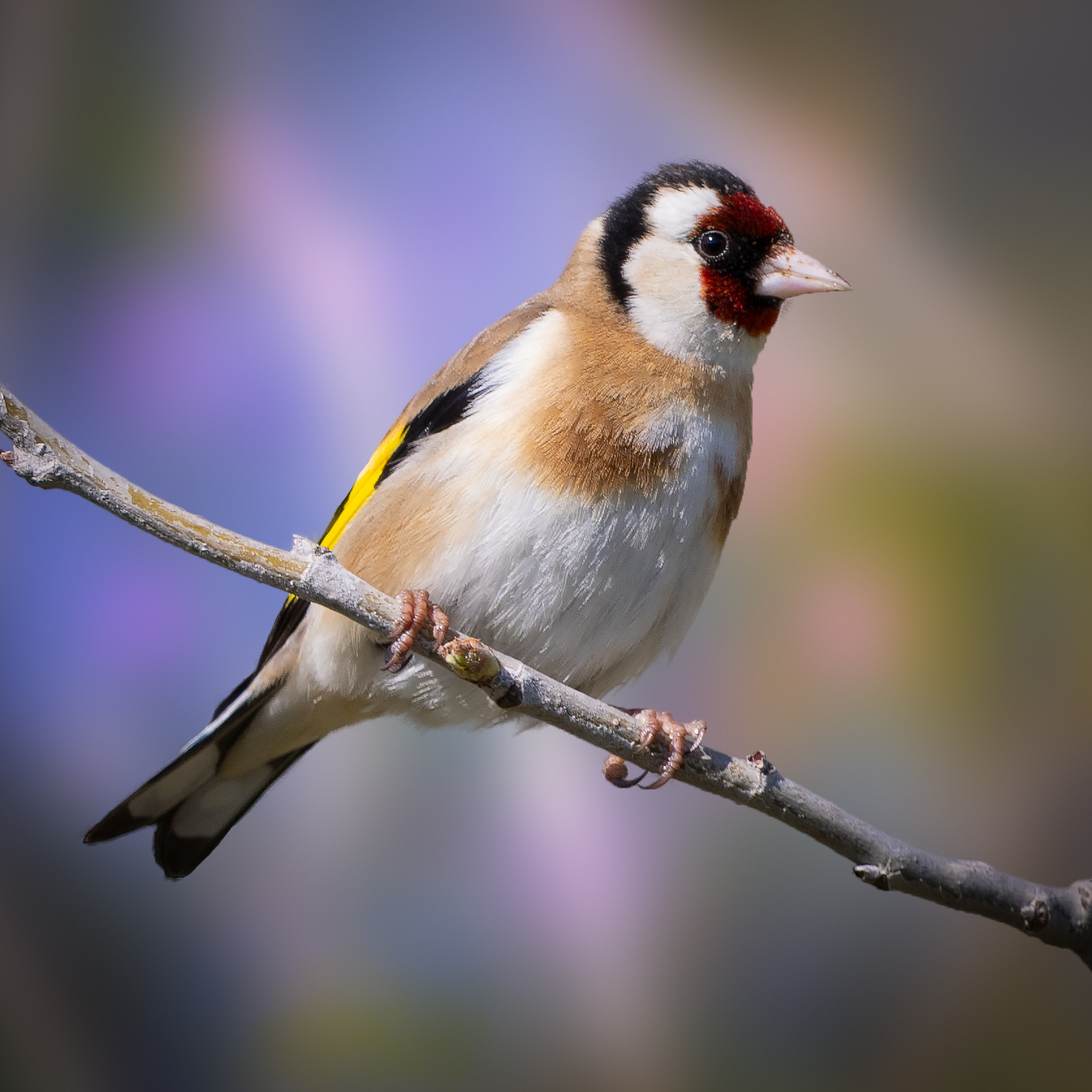 Cardellino (Carduelis carduelis)