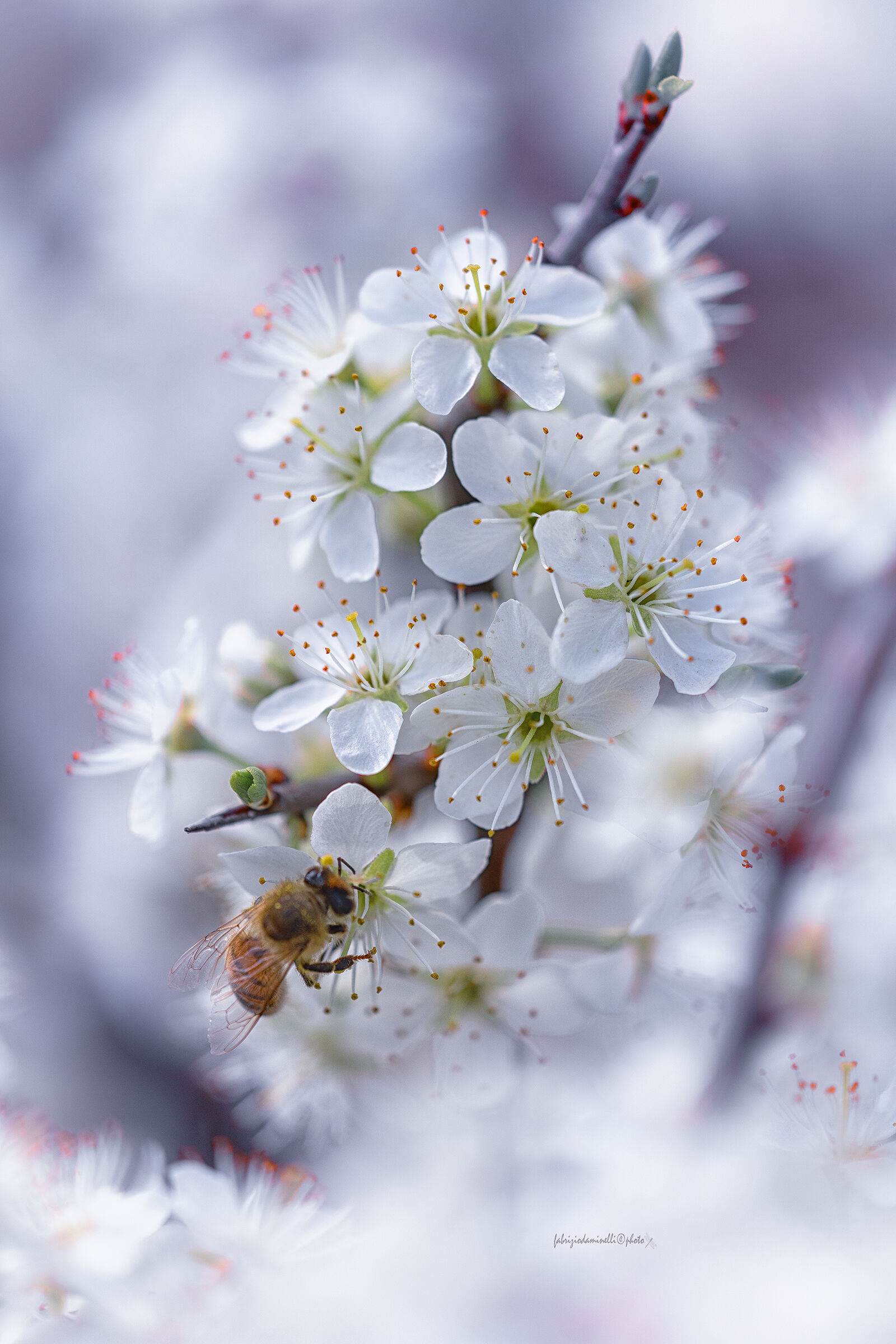 Apis mellifera su Prunus sp.