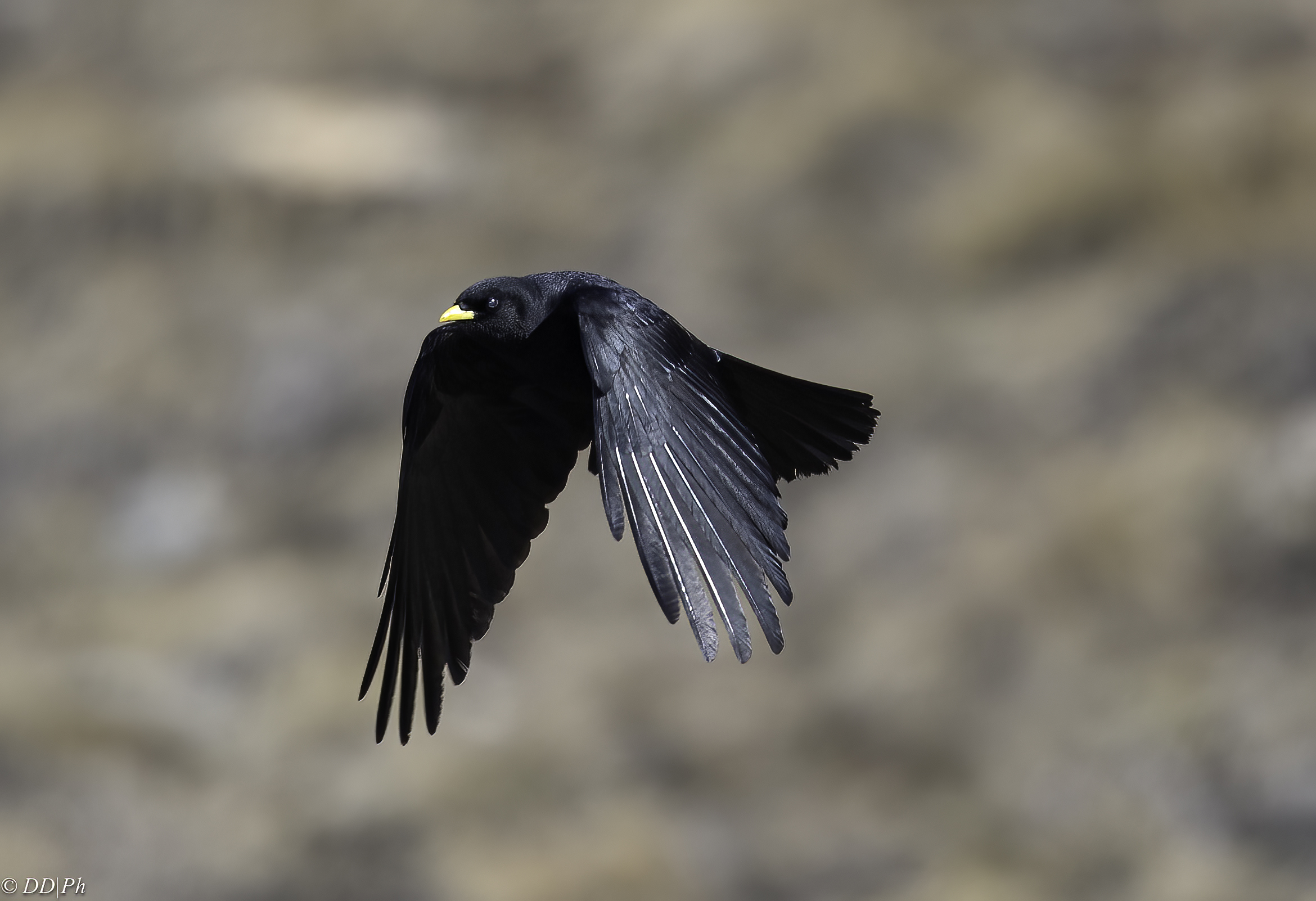 Alpine chough