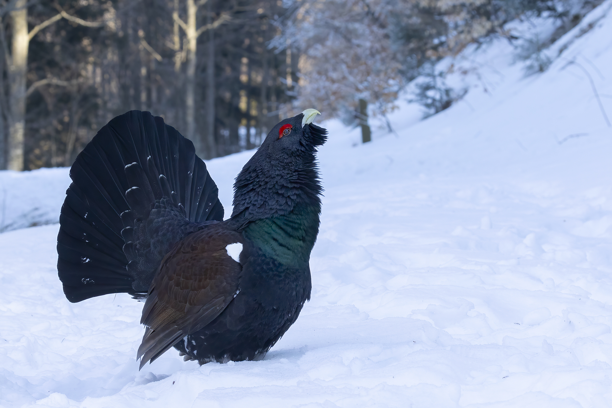 prima del sorgere del sole, gallo cedrobne