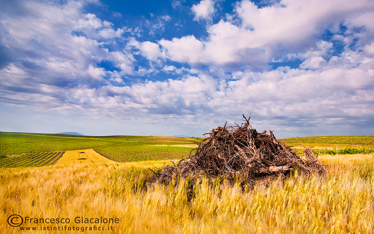 For campaigns Marsalesi