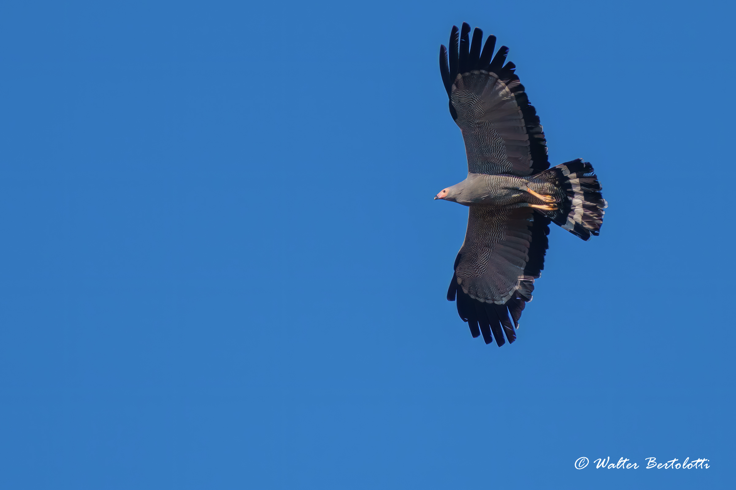 Sparviero serpentario africano