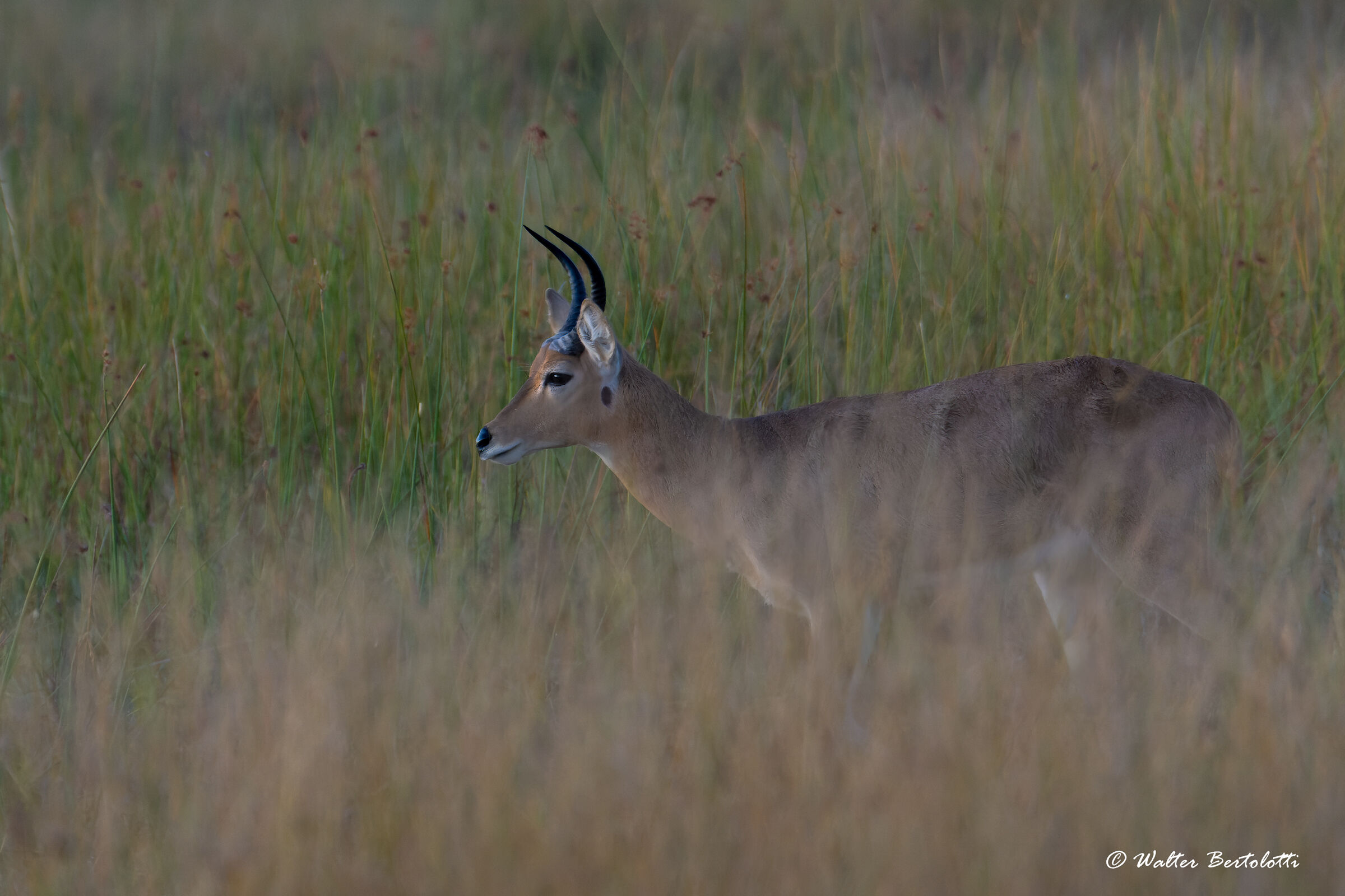 nell'erba del delta all'alba