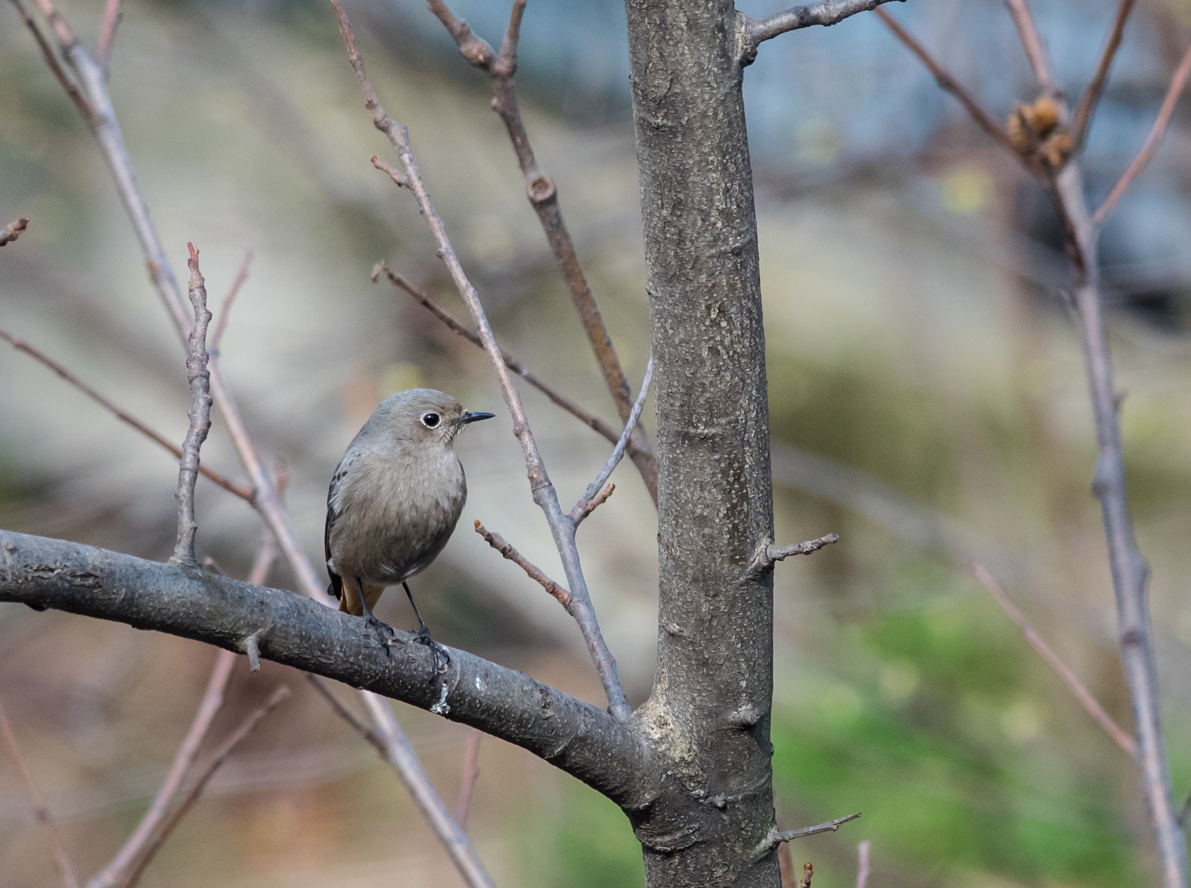 Codirosso spazzacamino(F)