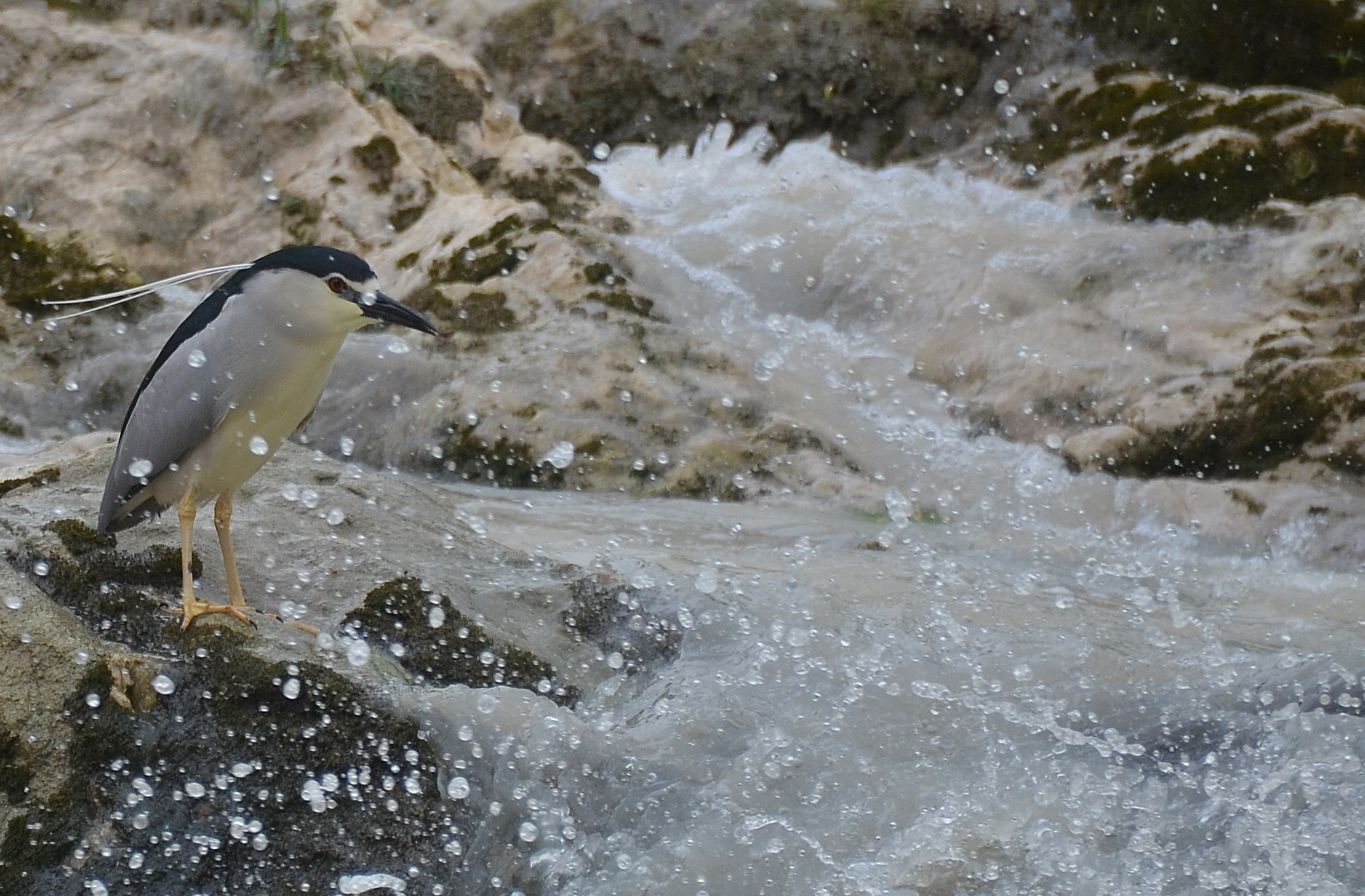Nitticora a pesca...