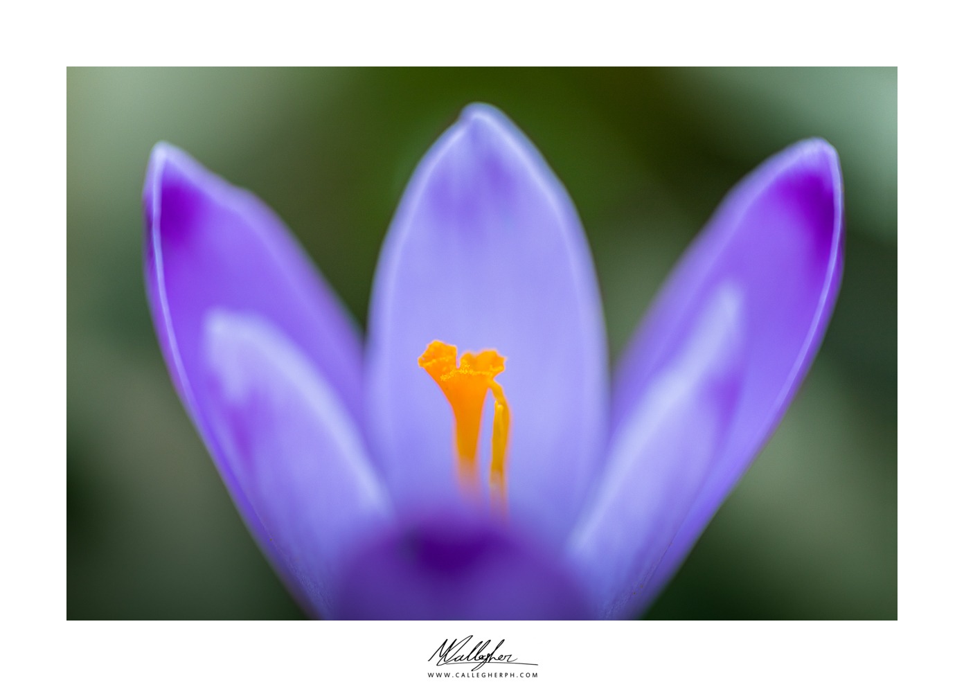 Crocus time