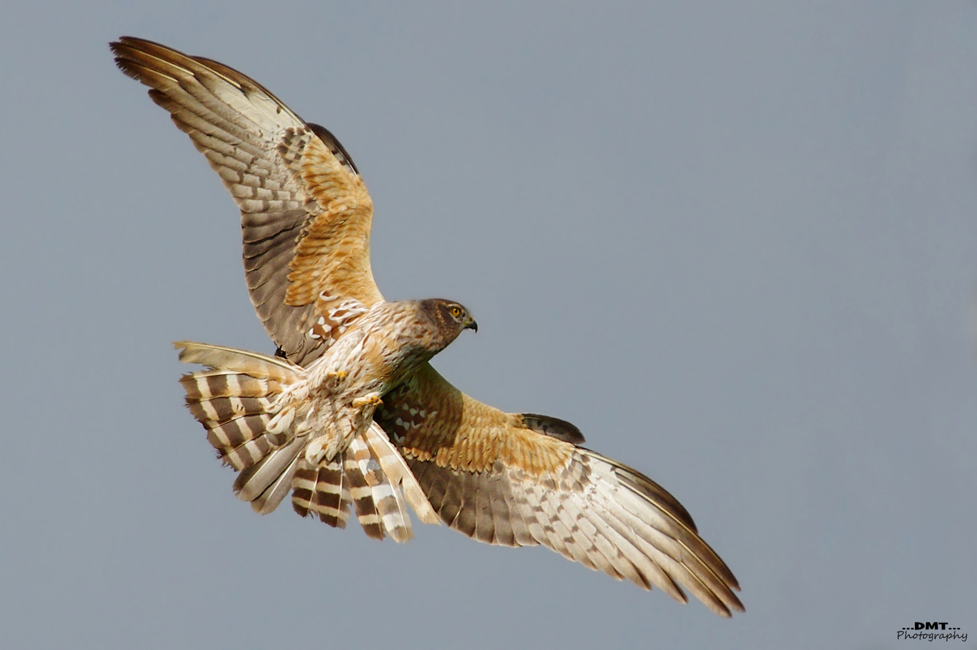 Montagu's Harrier